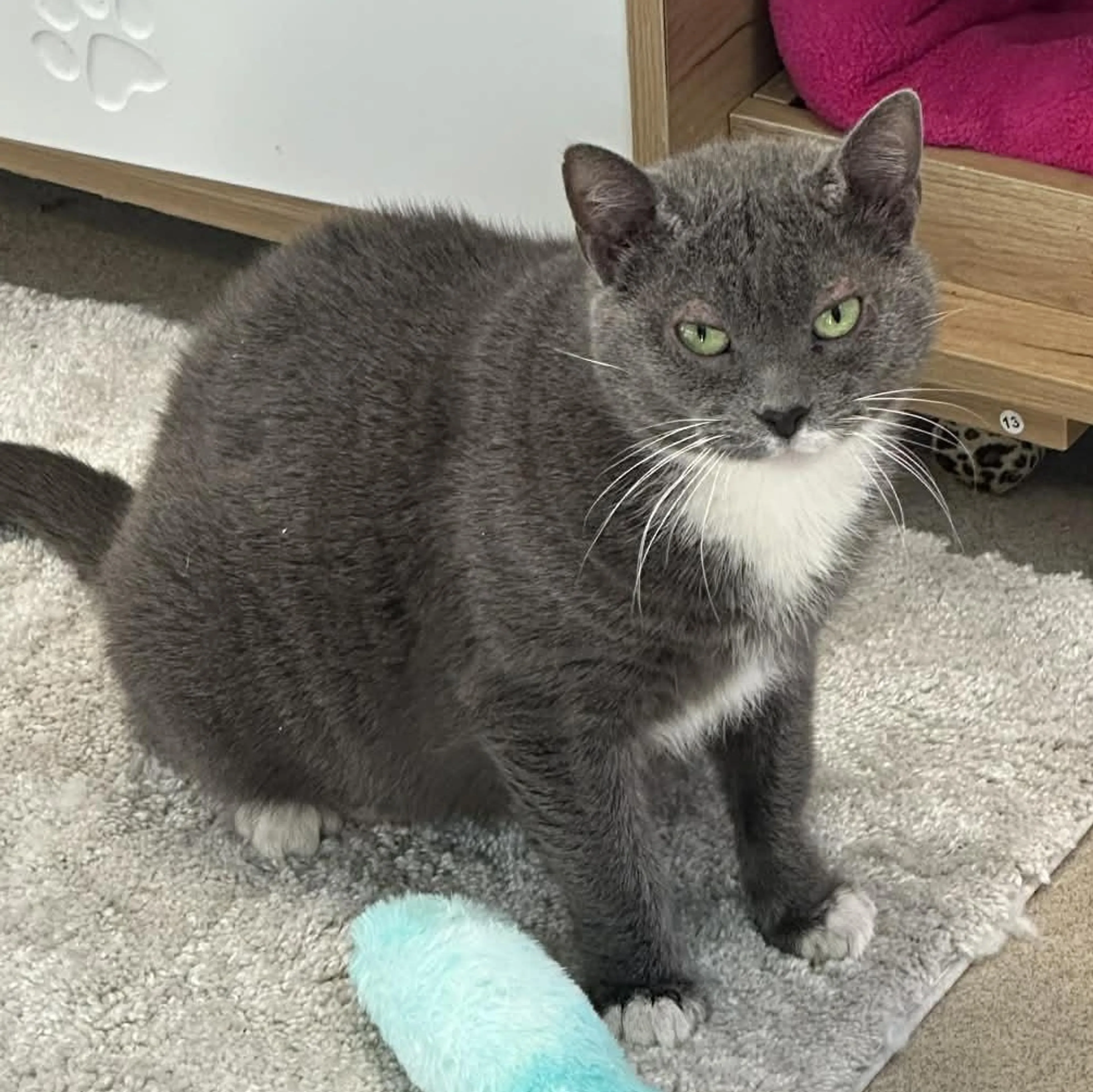 Found pet-2