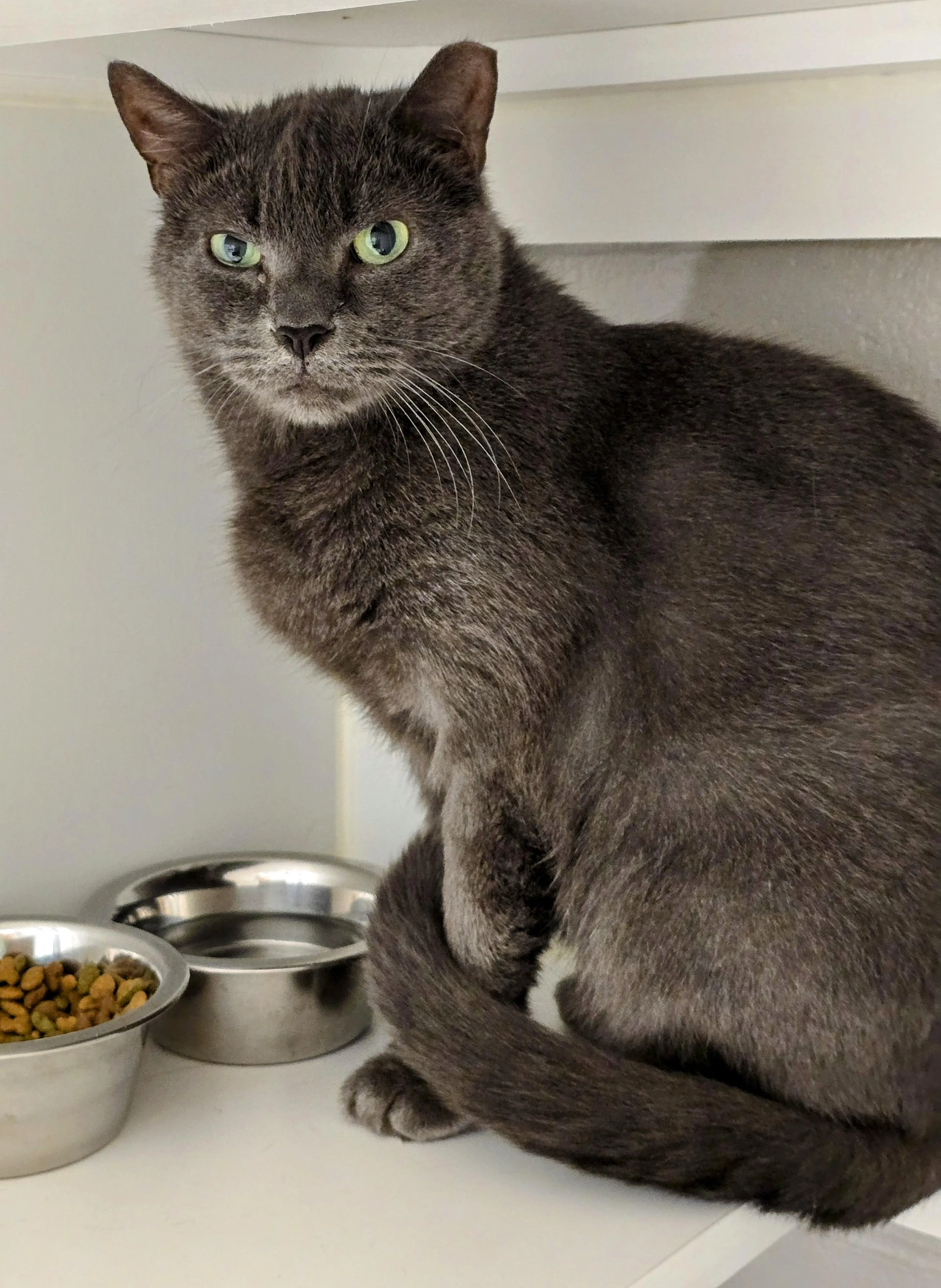 Found pet-5