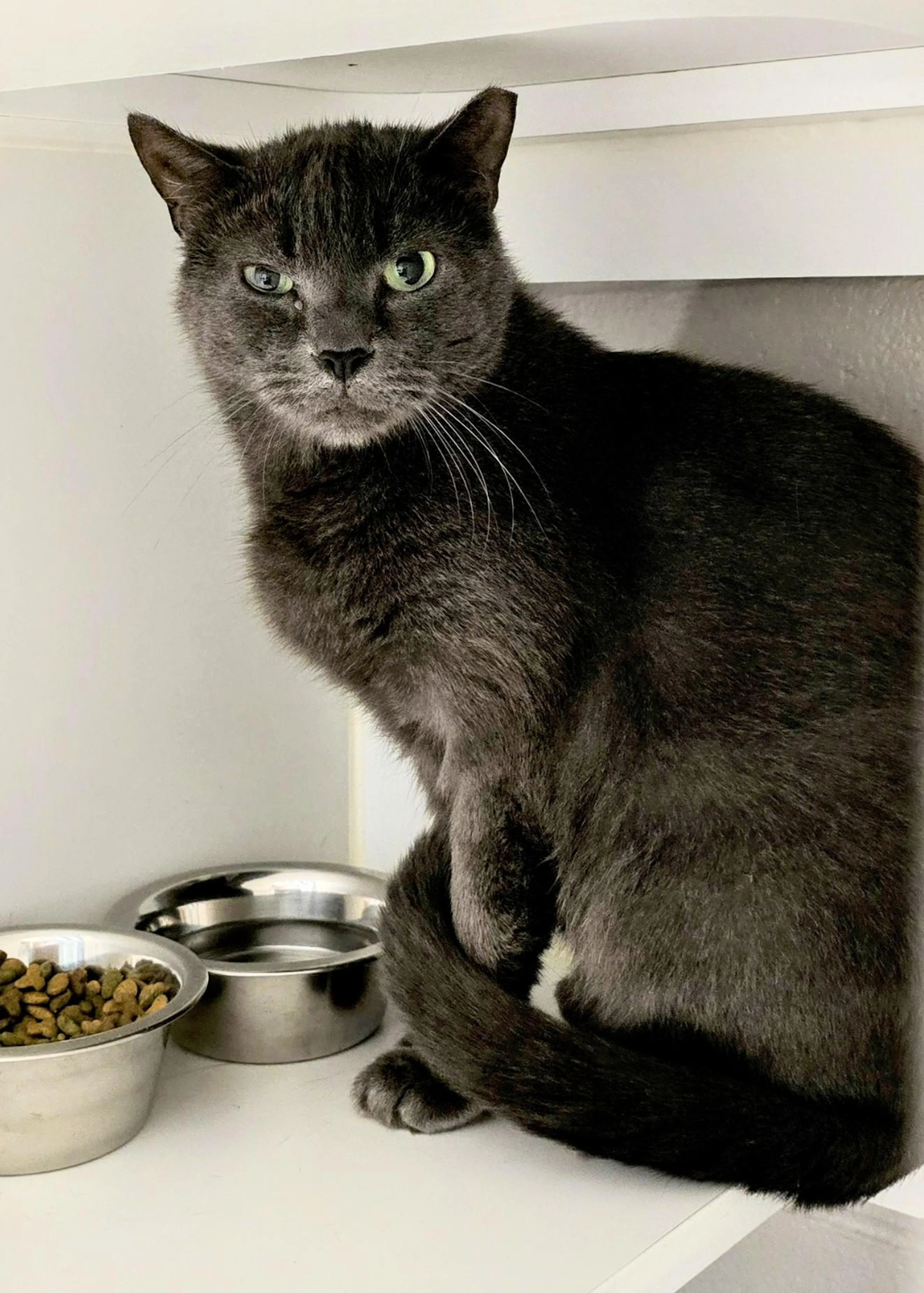 Found pet-3