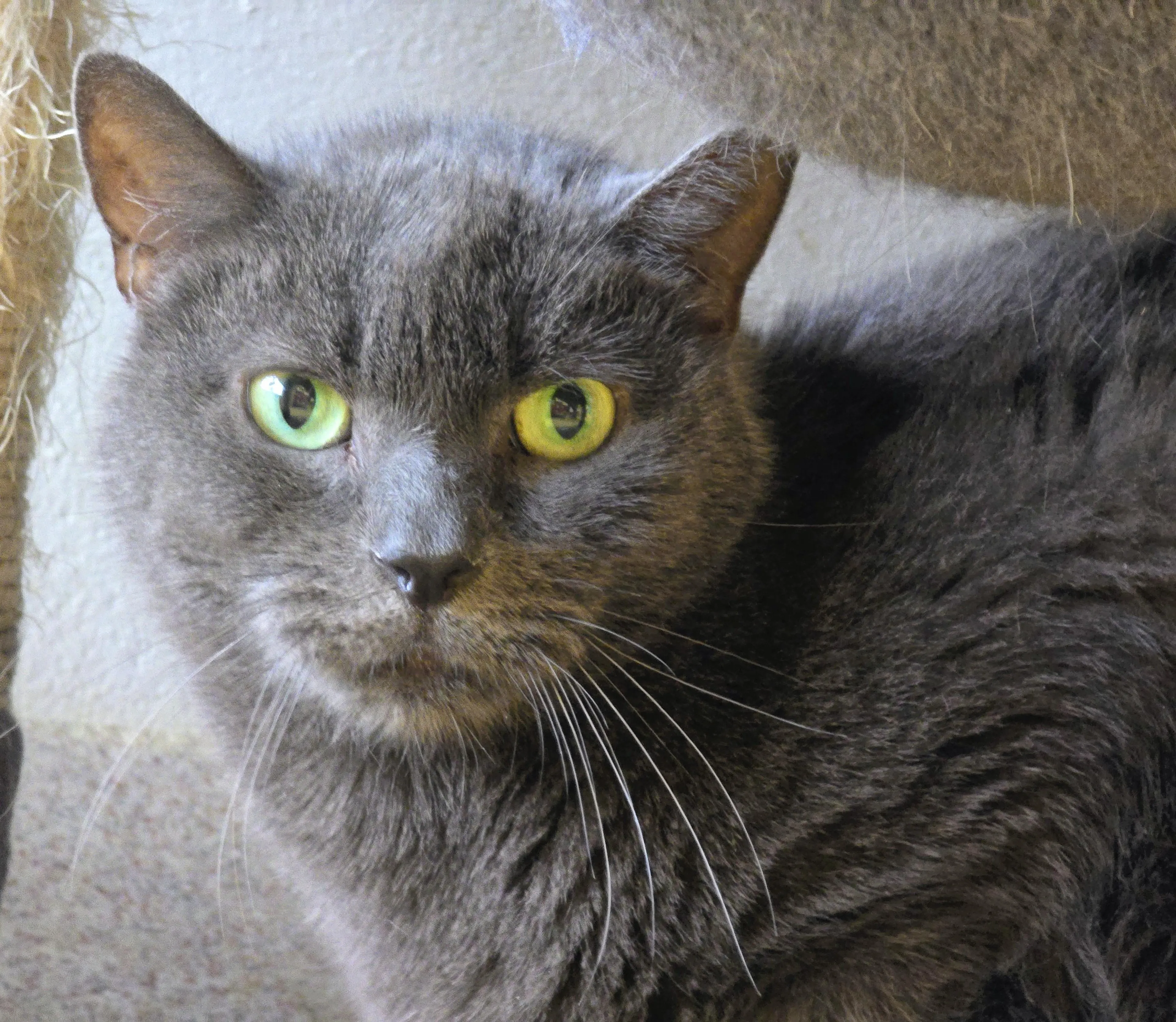Found pet-2