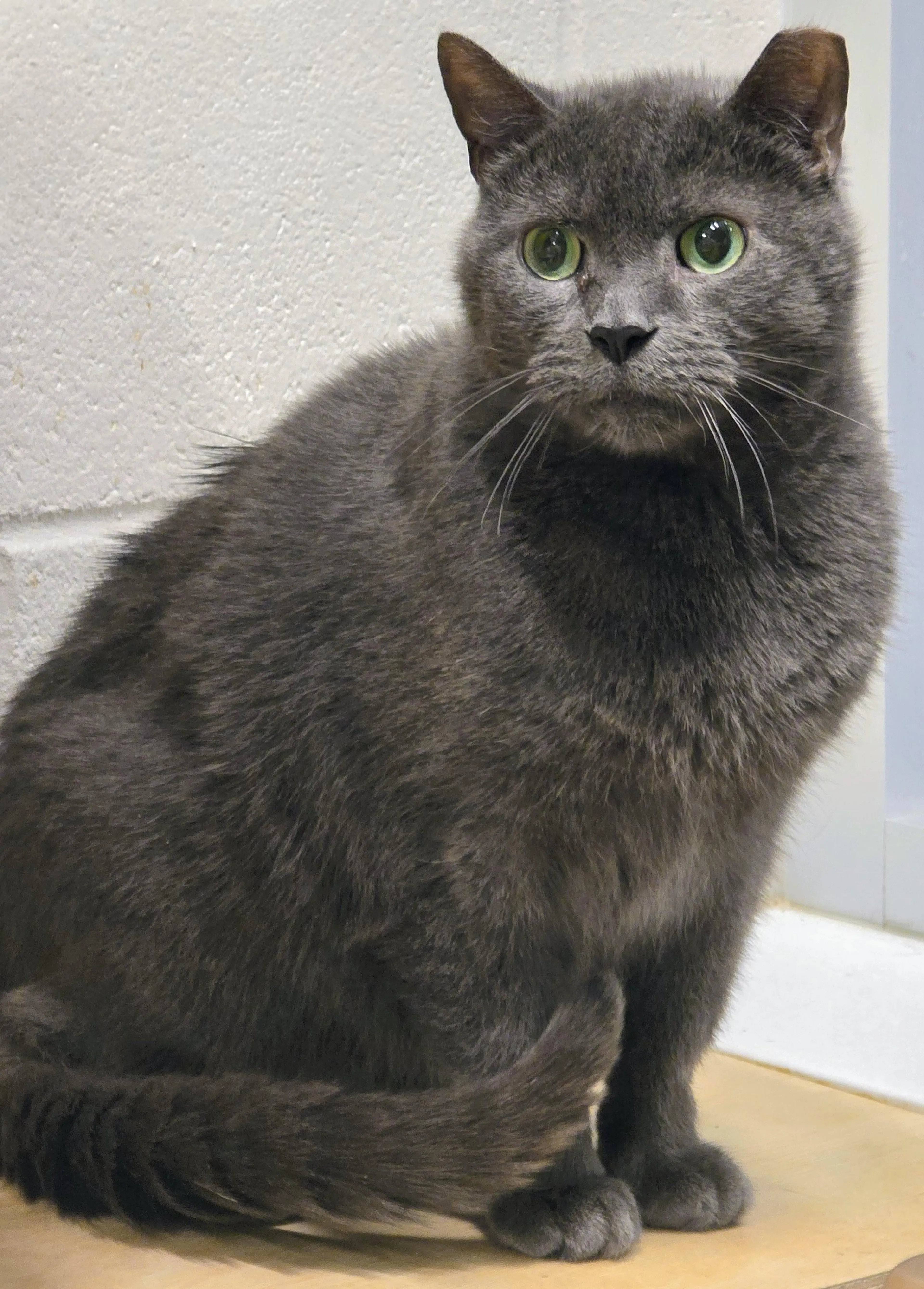 Found pet-4