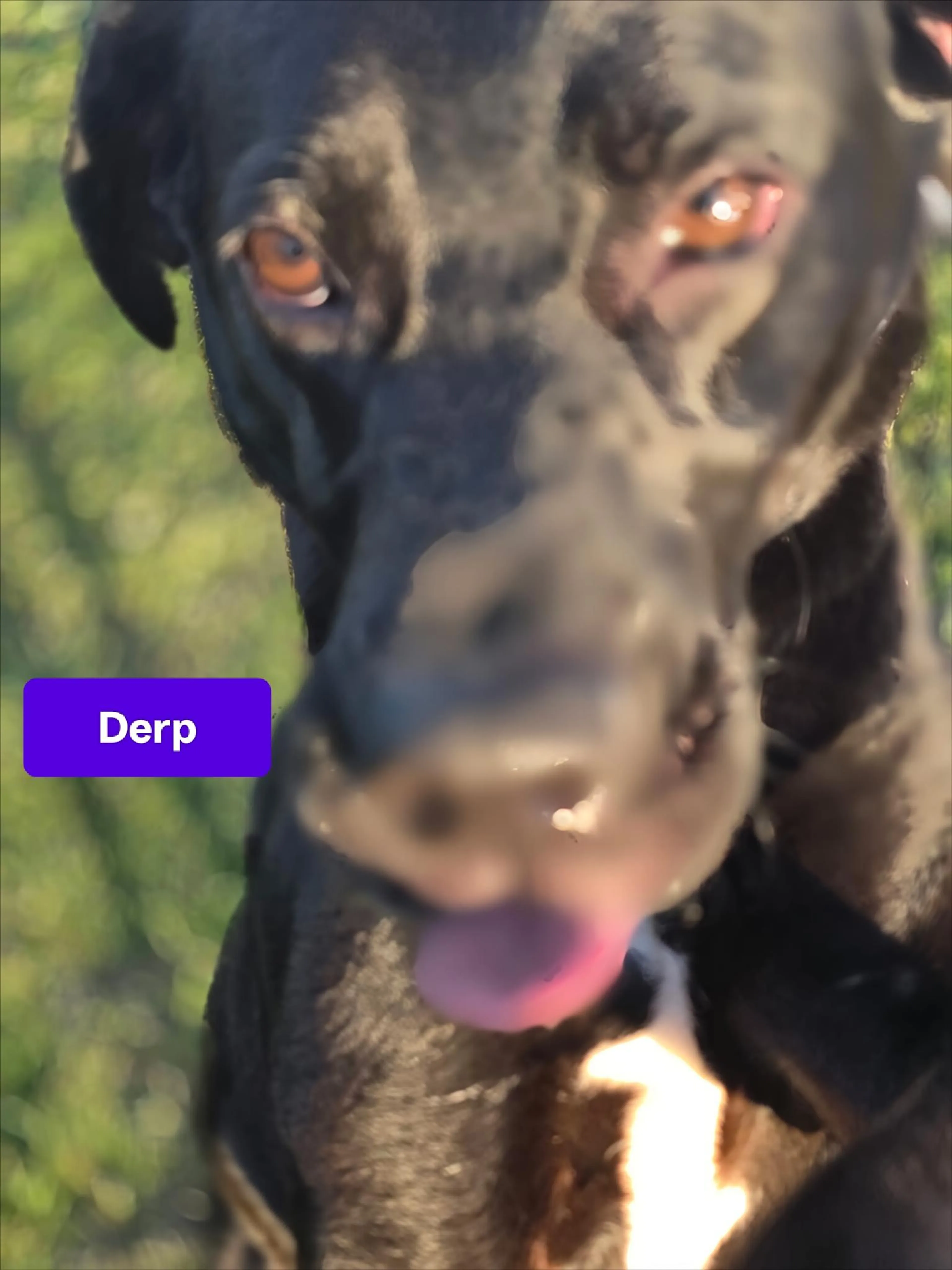 Found pet-0