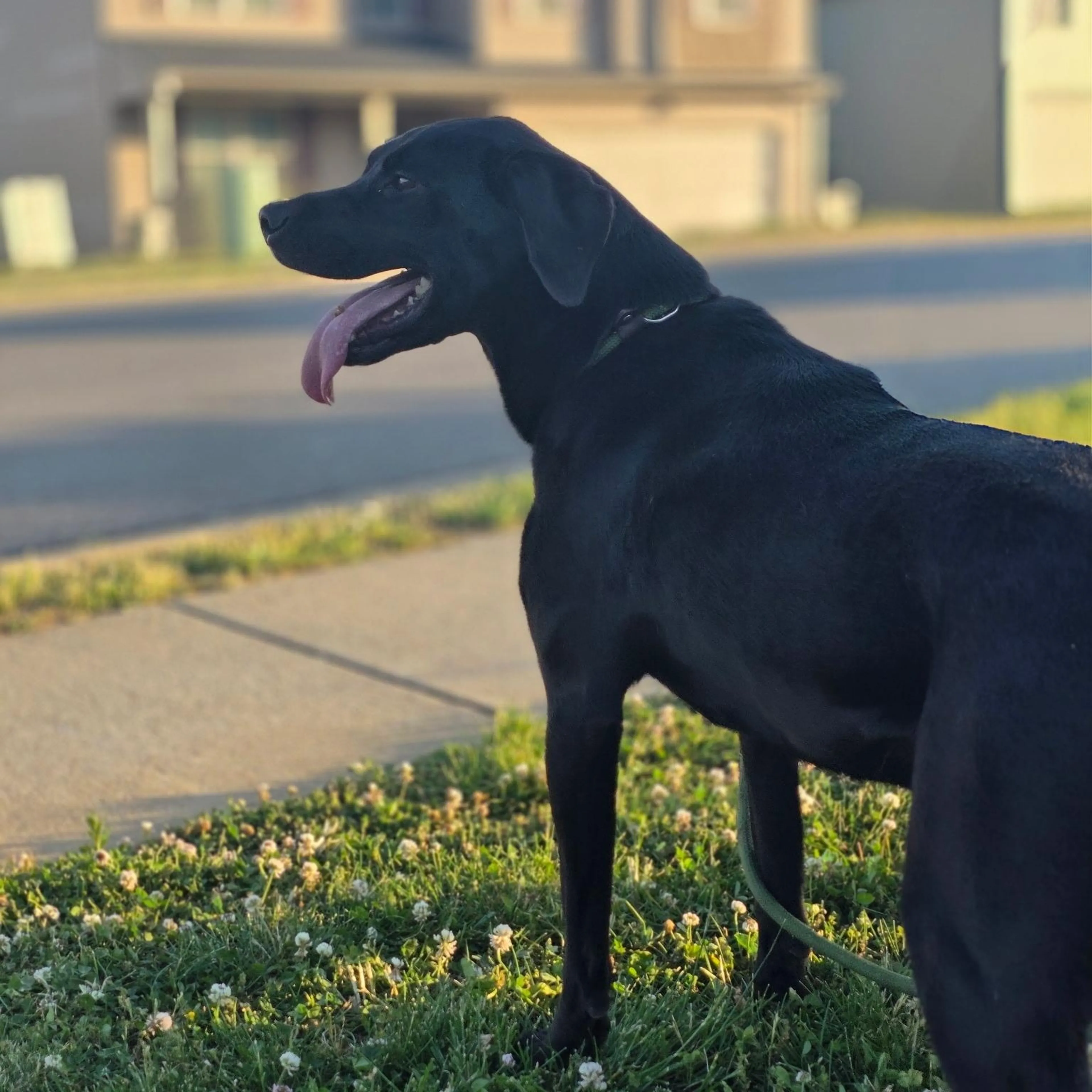 Found pet-2