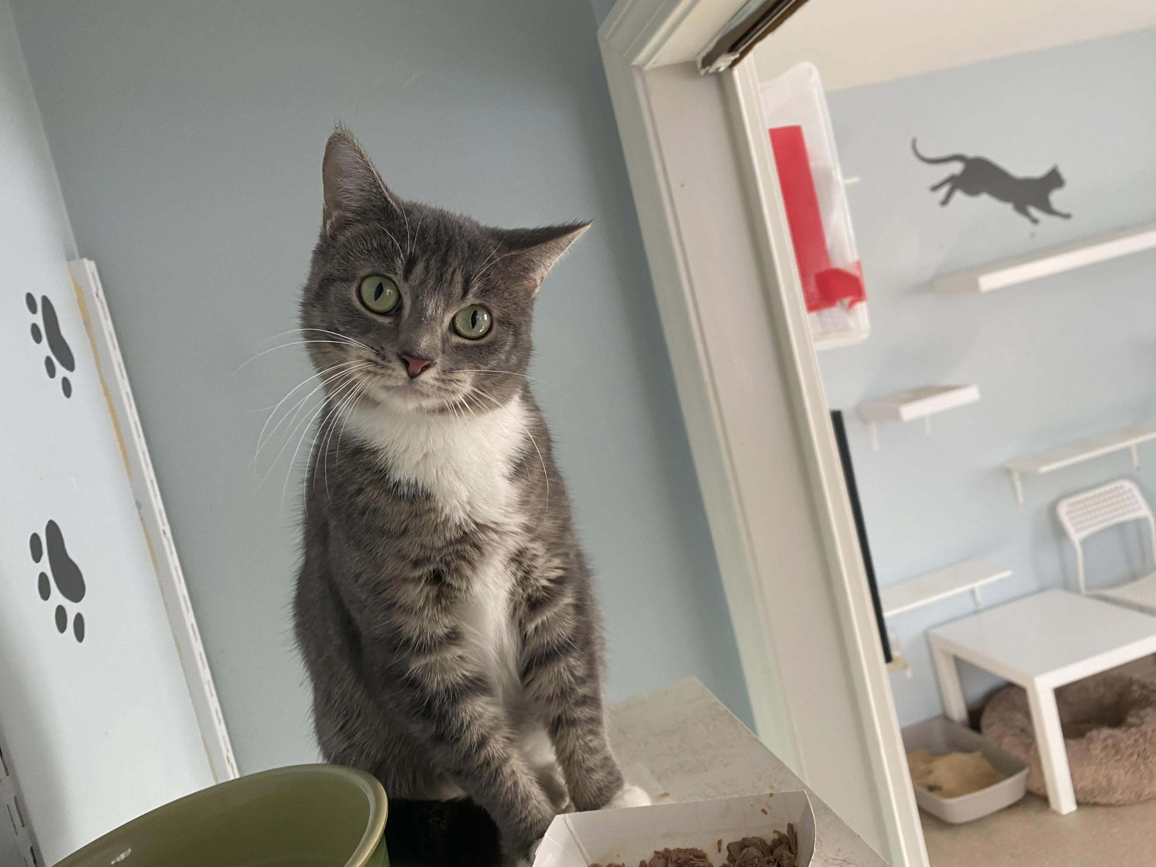 Found pet-3