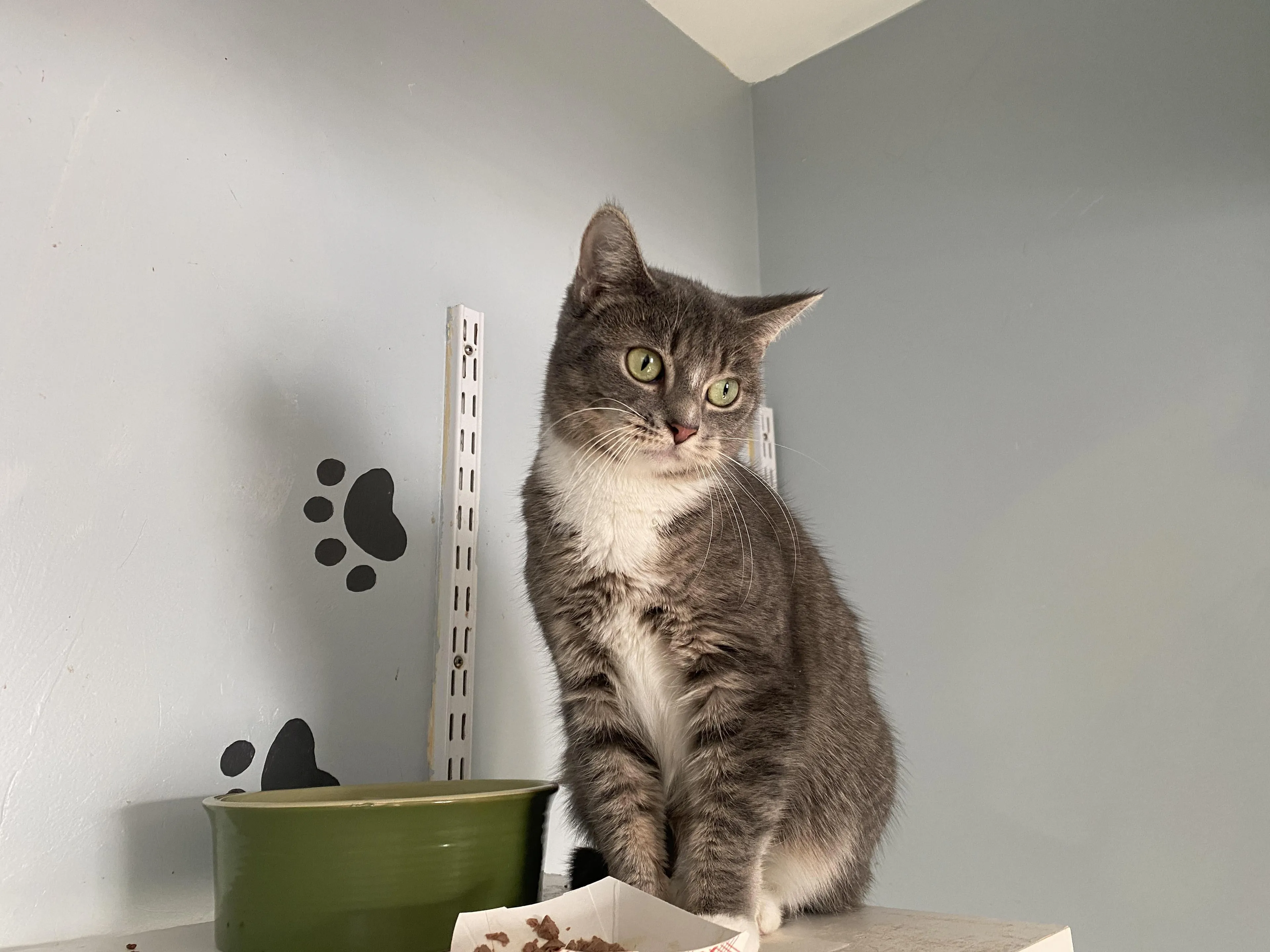 Found pet-4