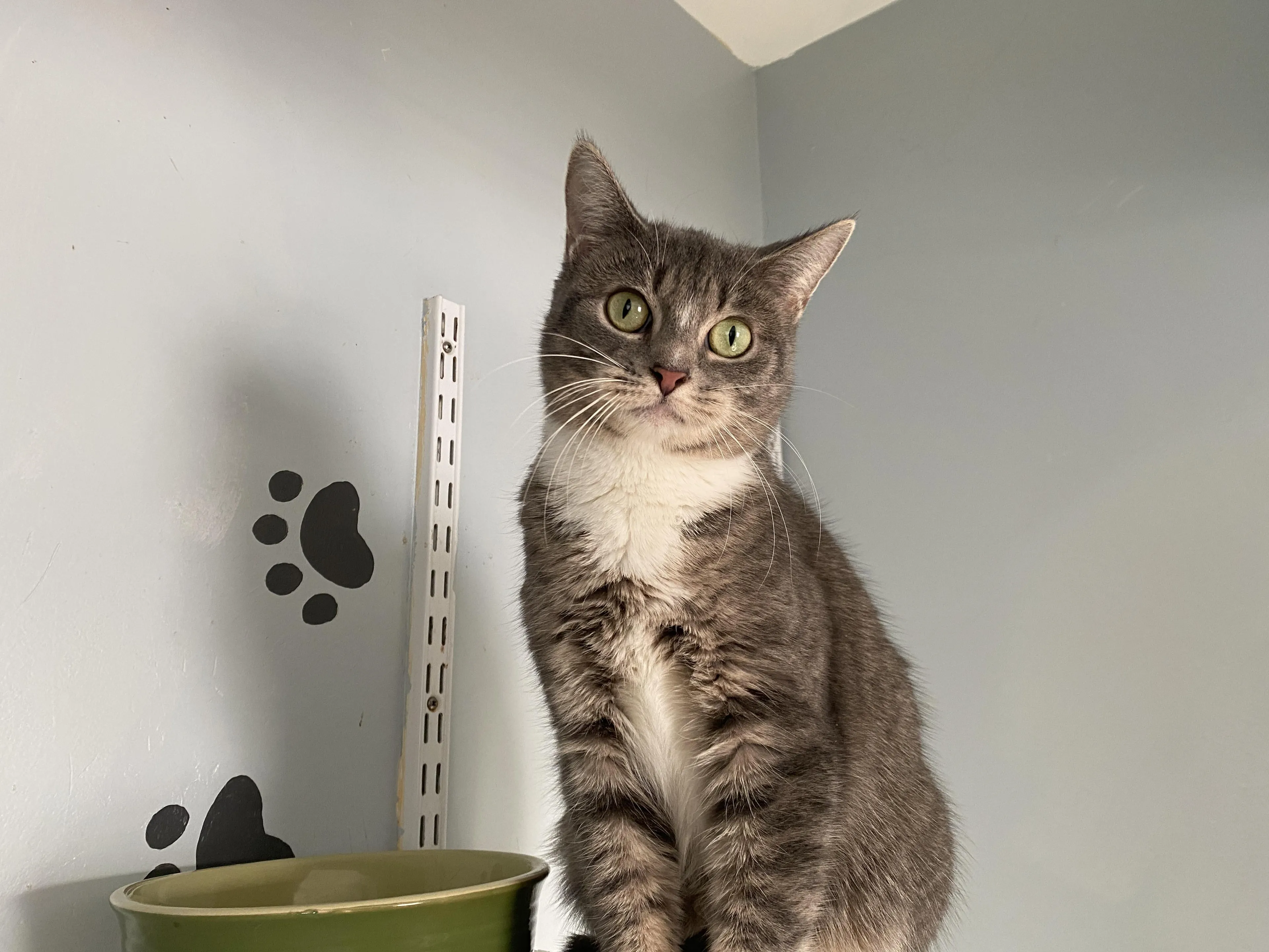 Found pet-2
