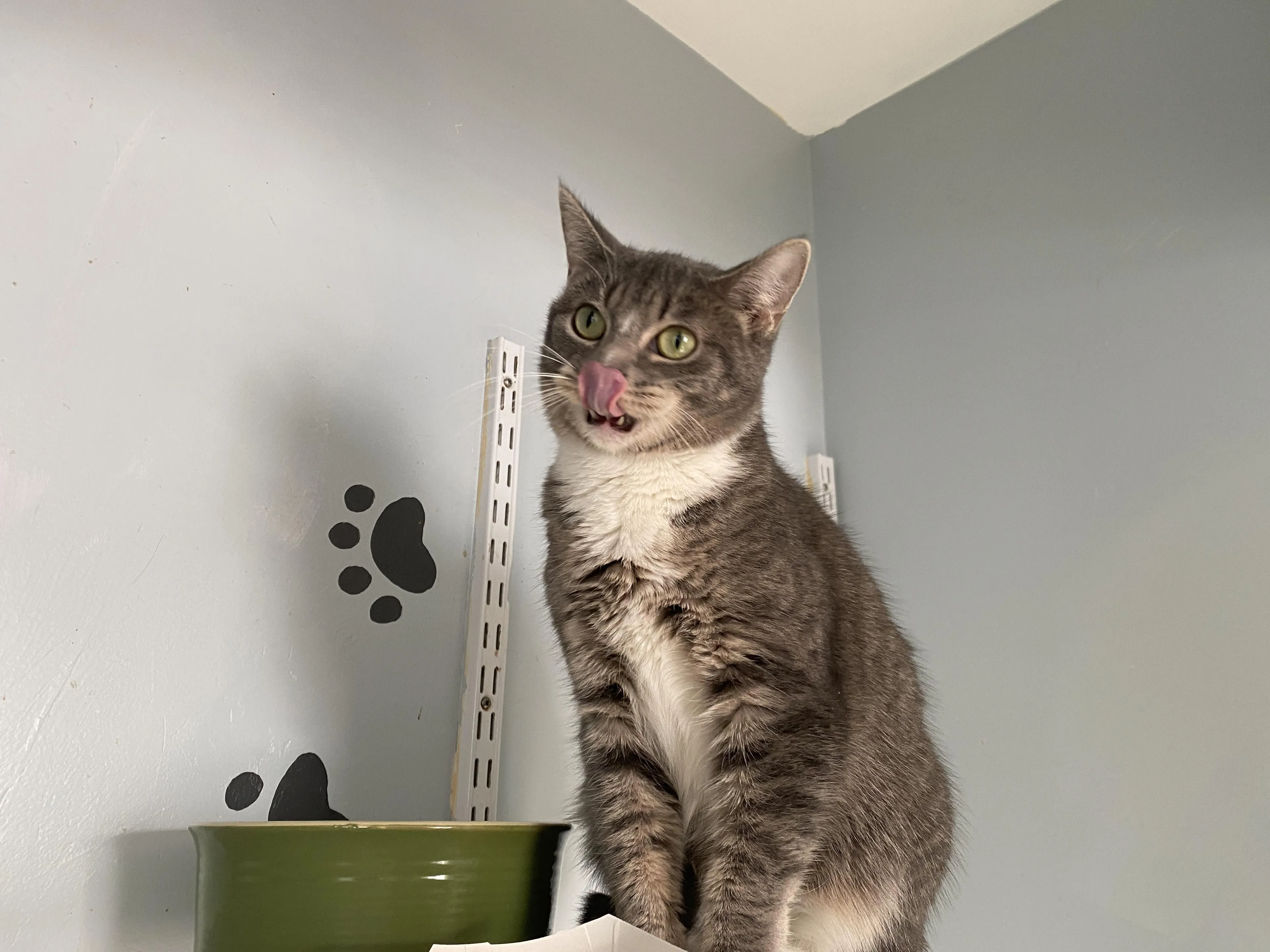 Found pet-0