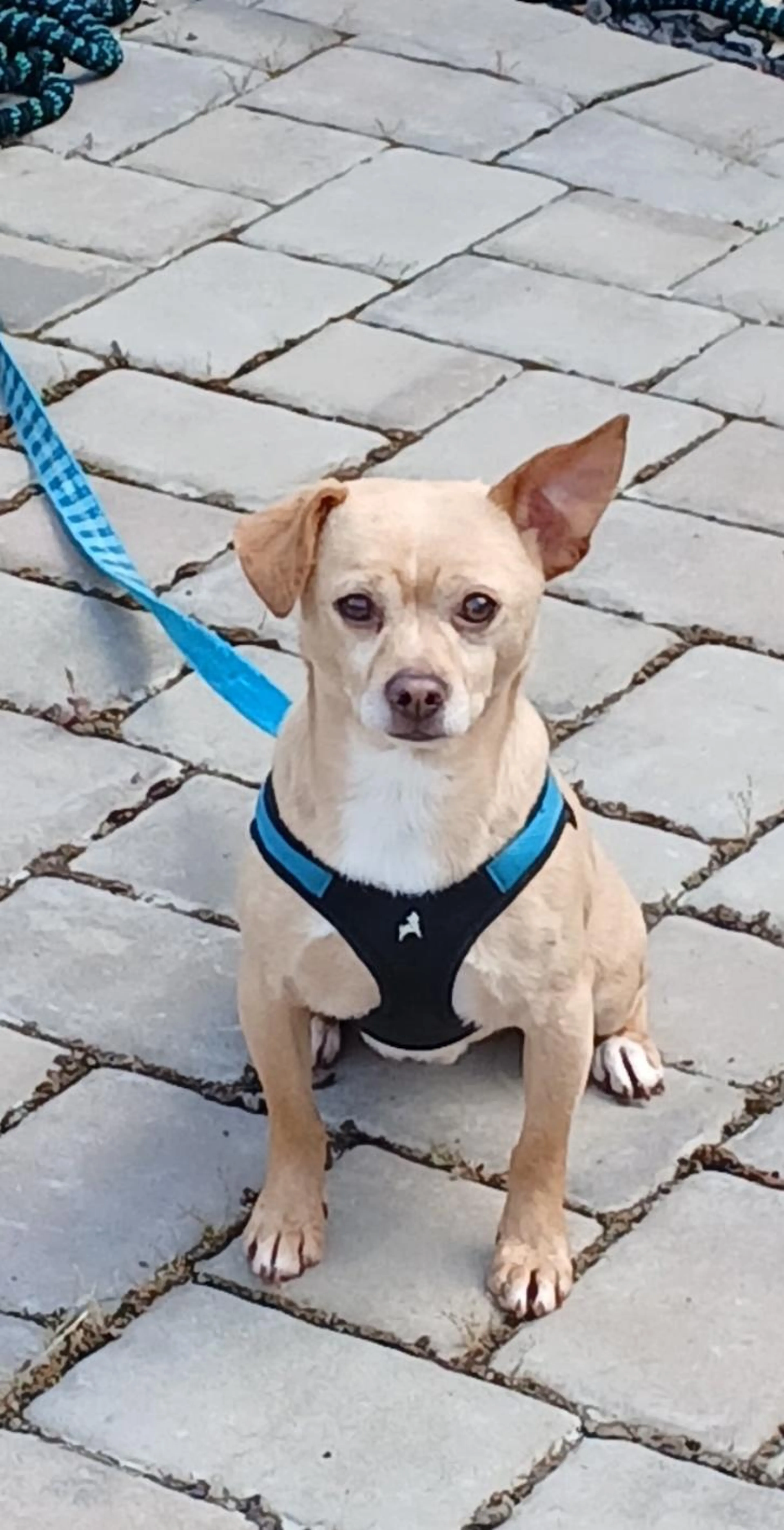 Found pet-2