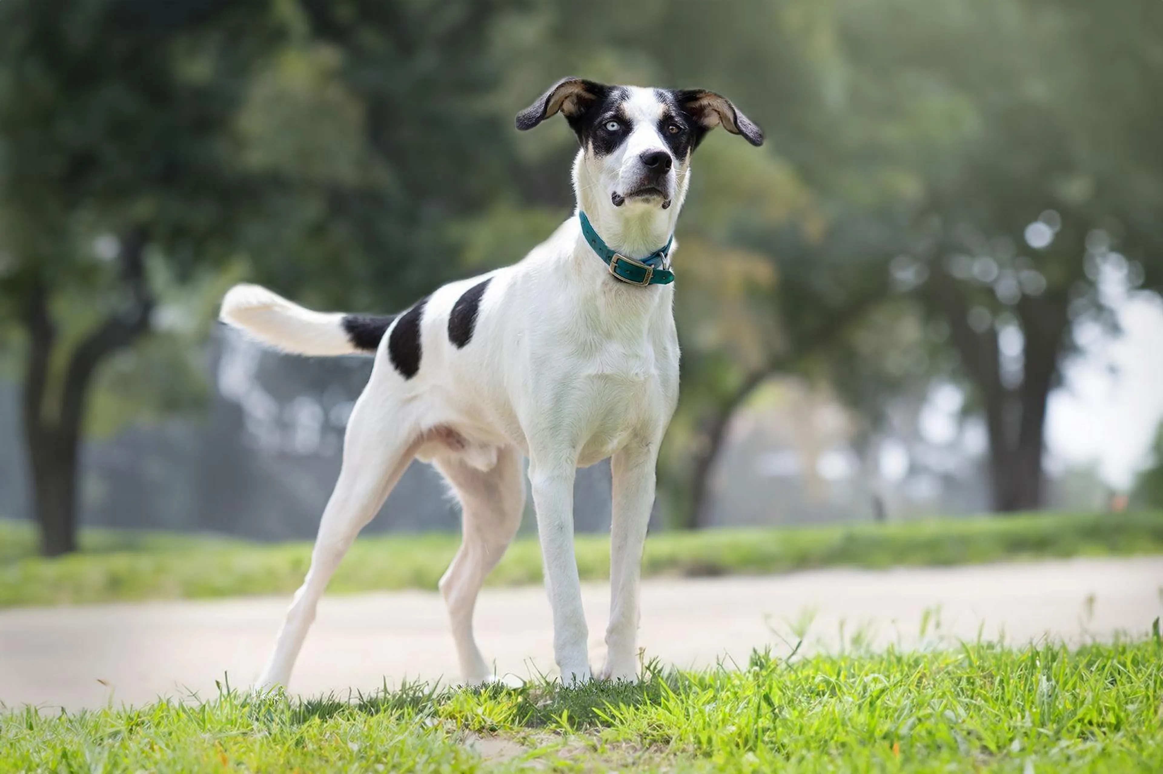 Found pet-1