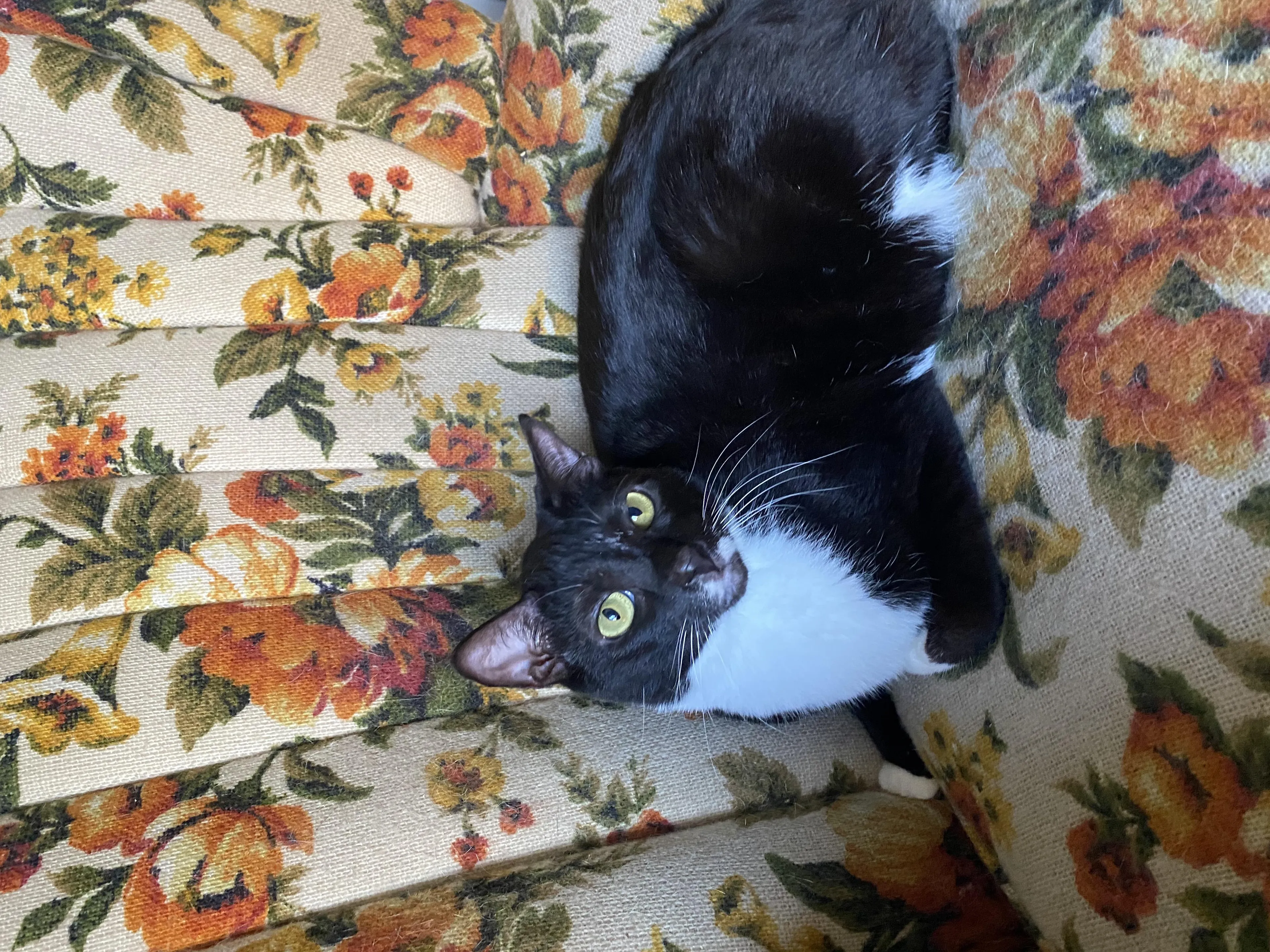 Found pet-1