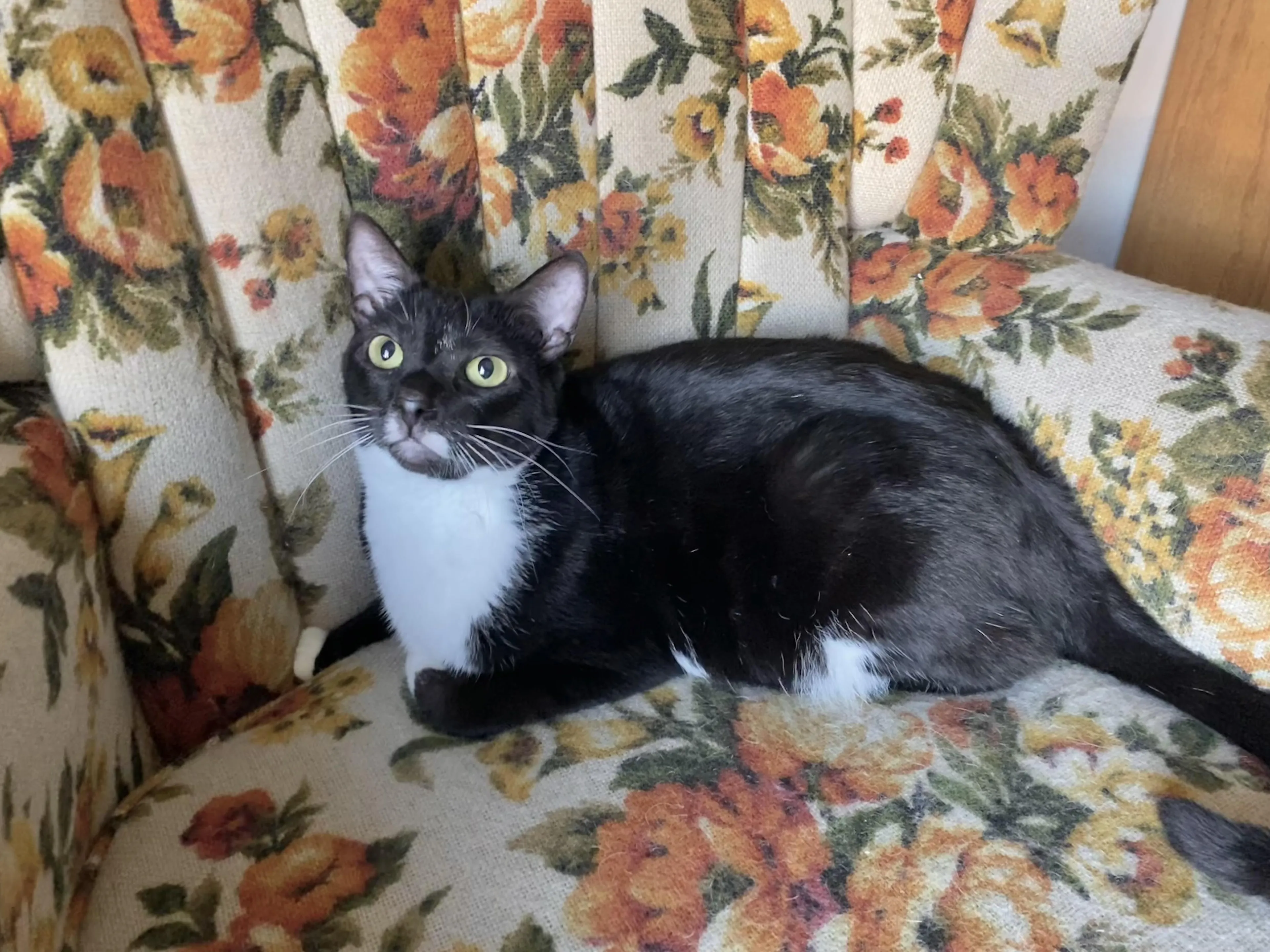 Found pet-4