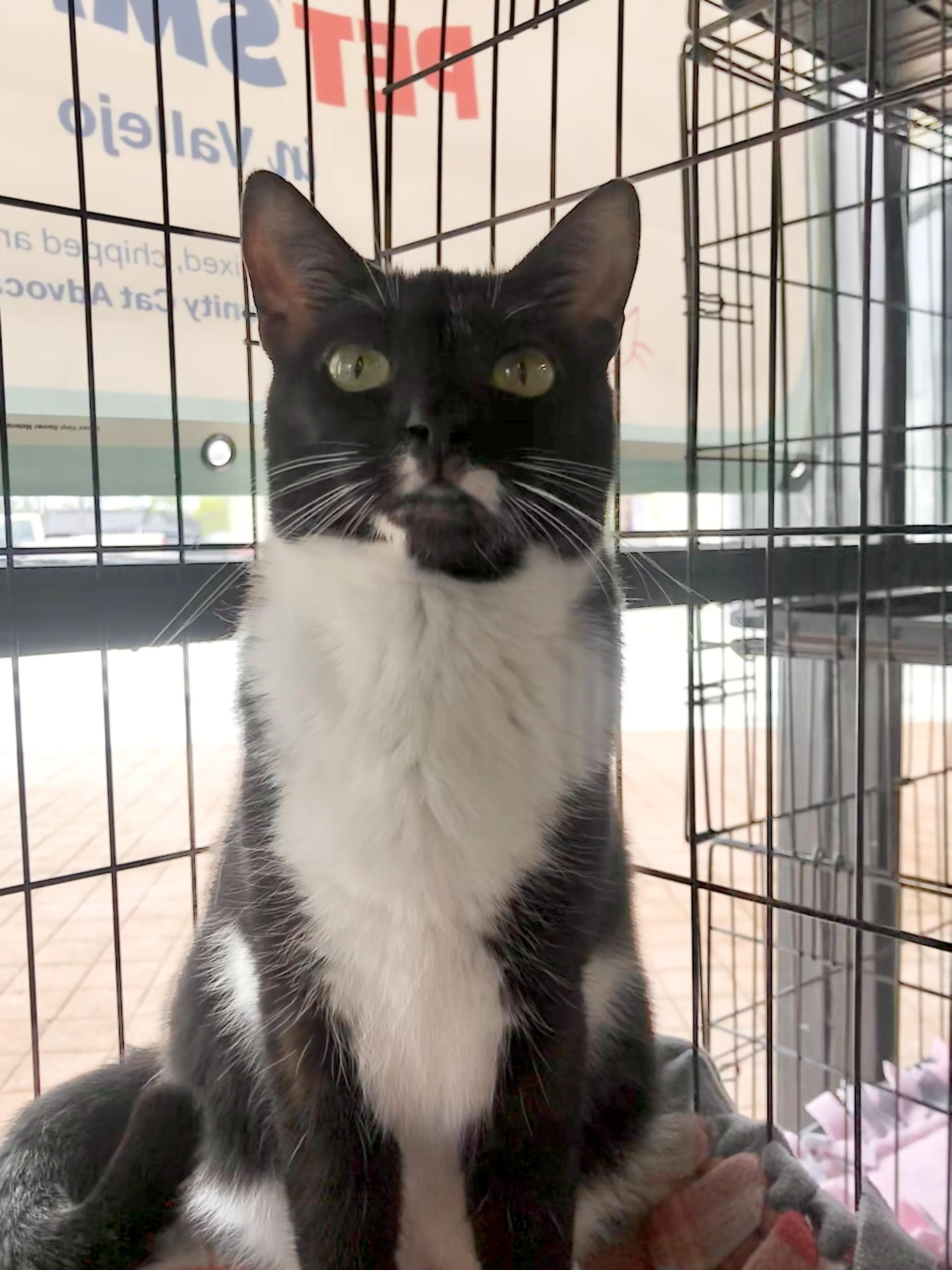 Found pet-2