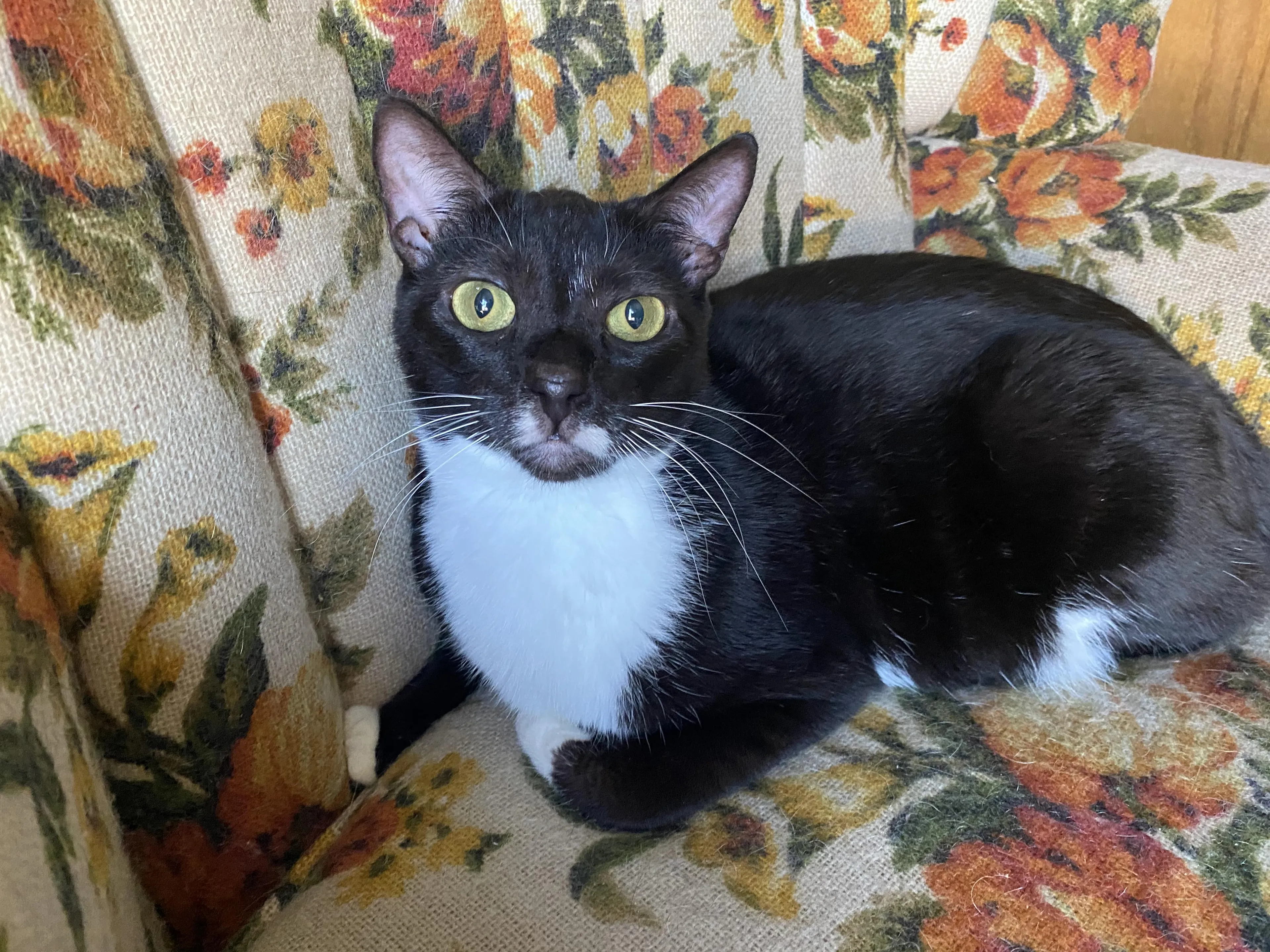 Found pet-3