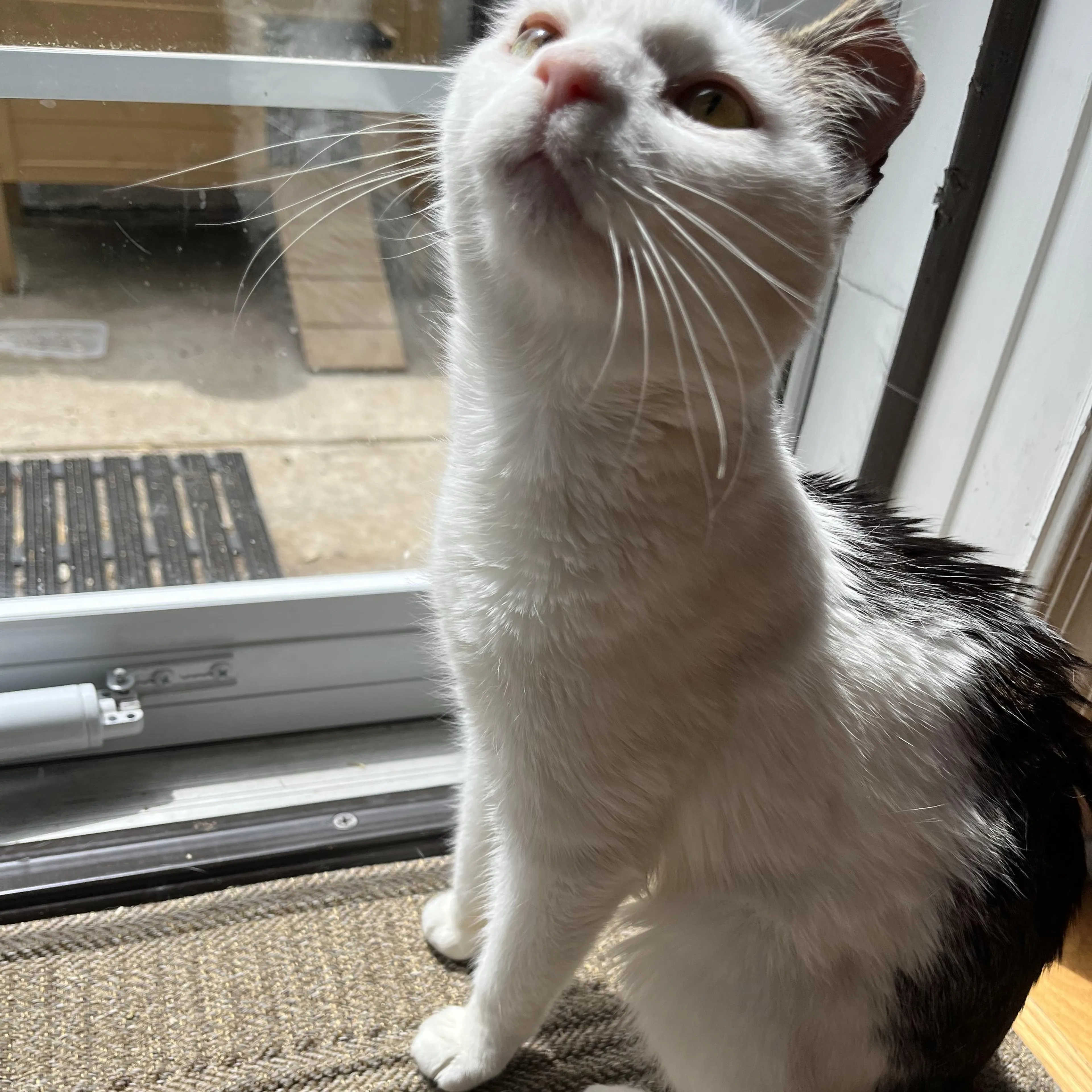 Found pet-3