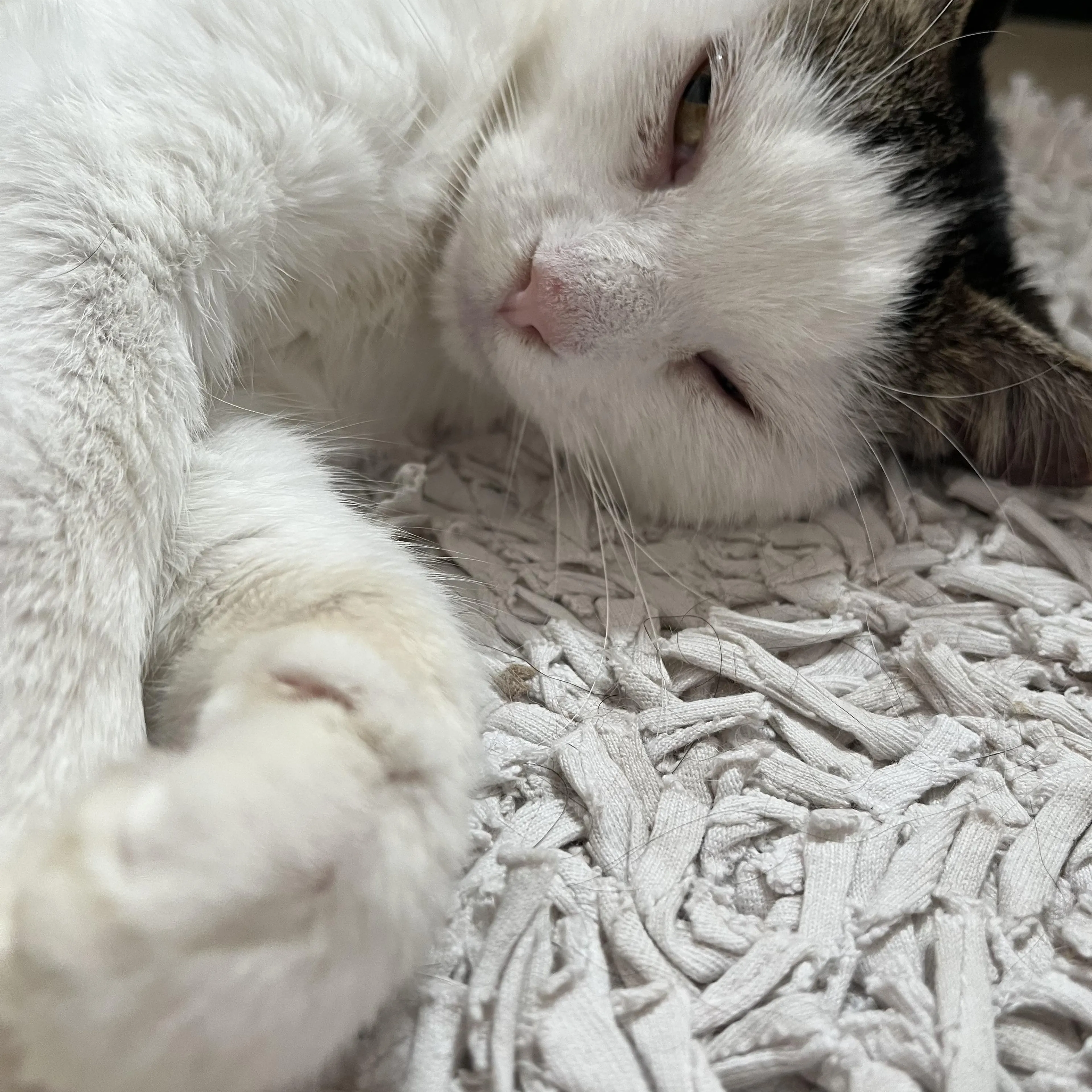 Found pet-1