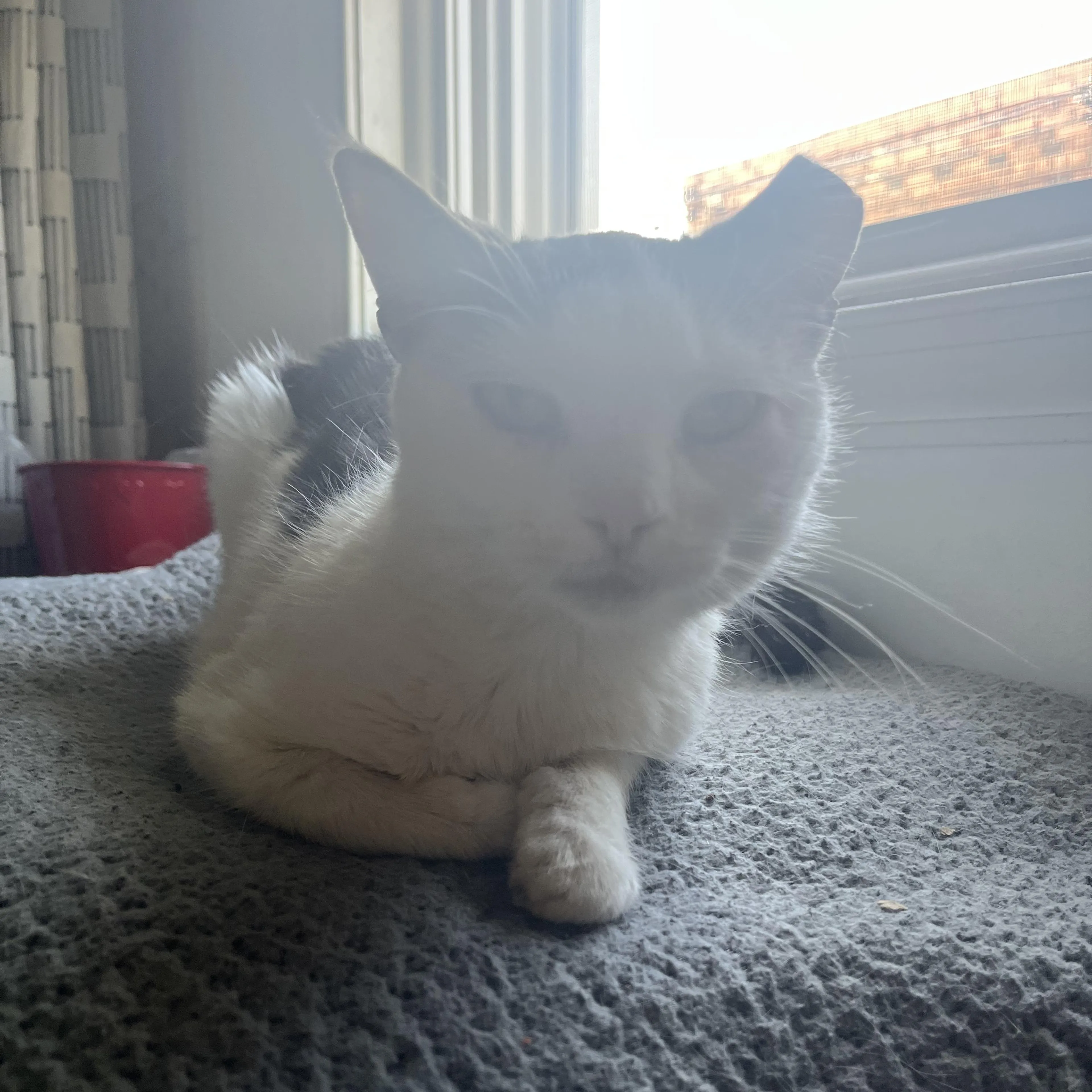 Found pet-2