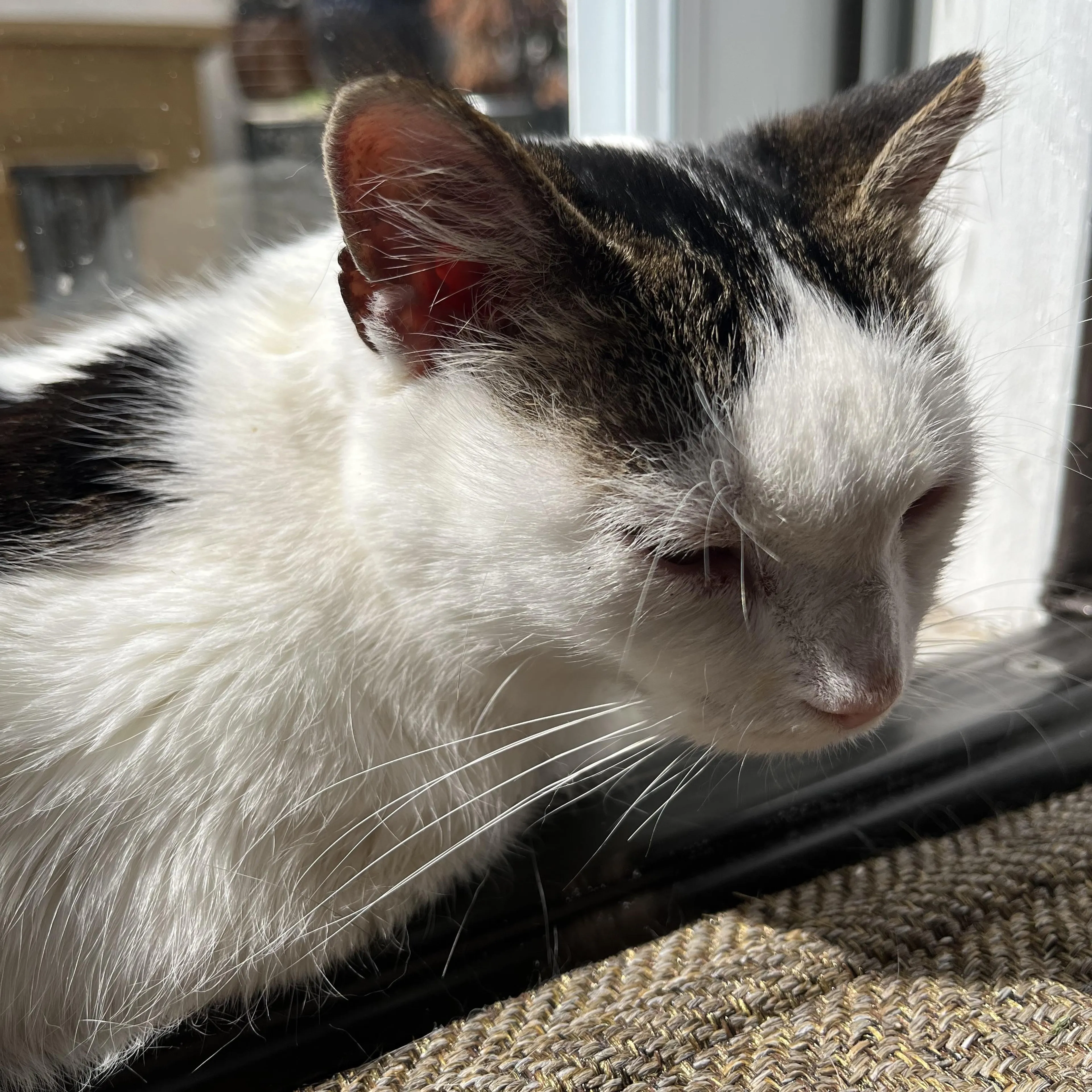 Found pet-5