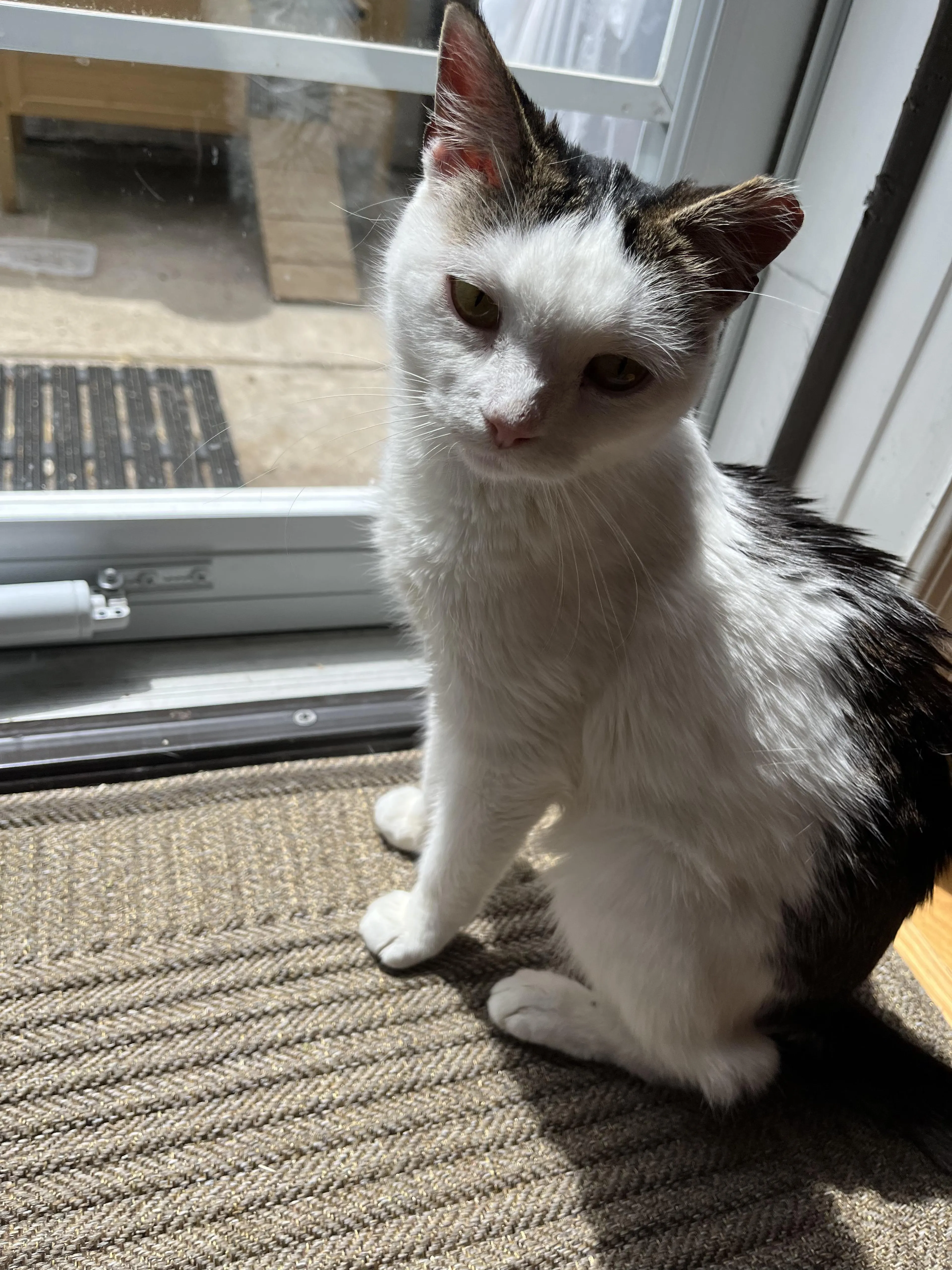 Found pet-4