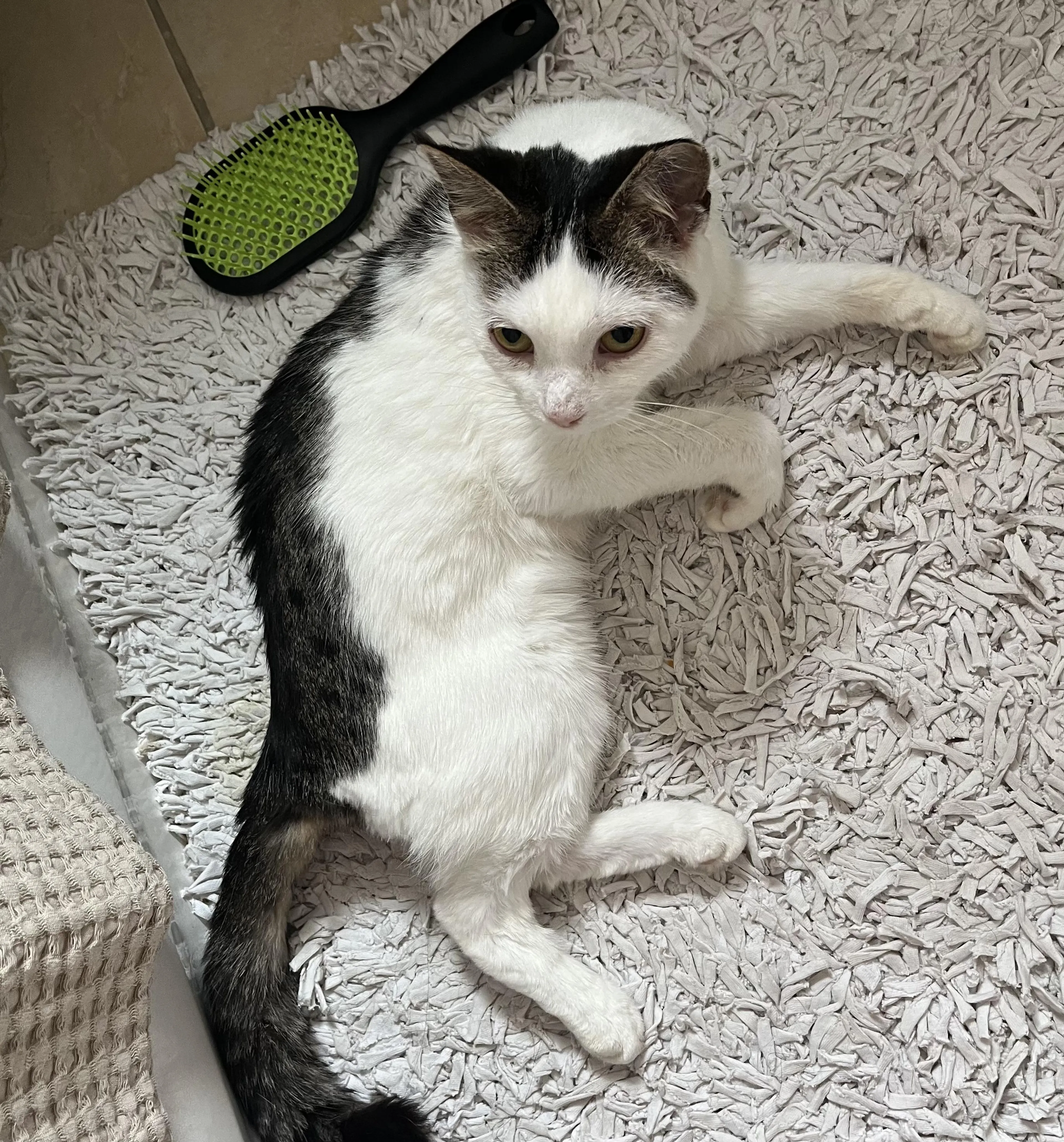 Found pet-0