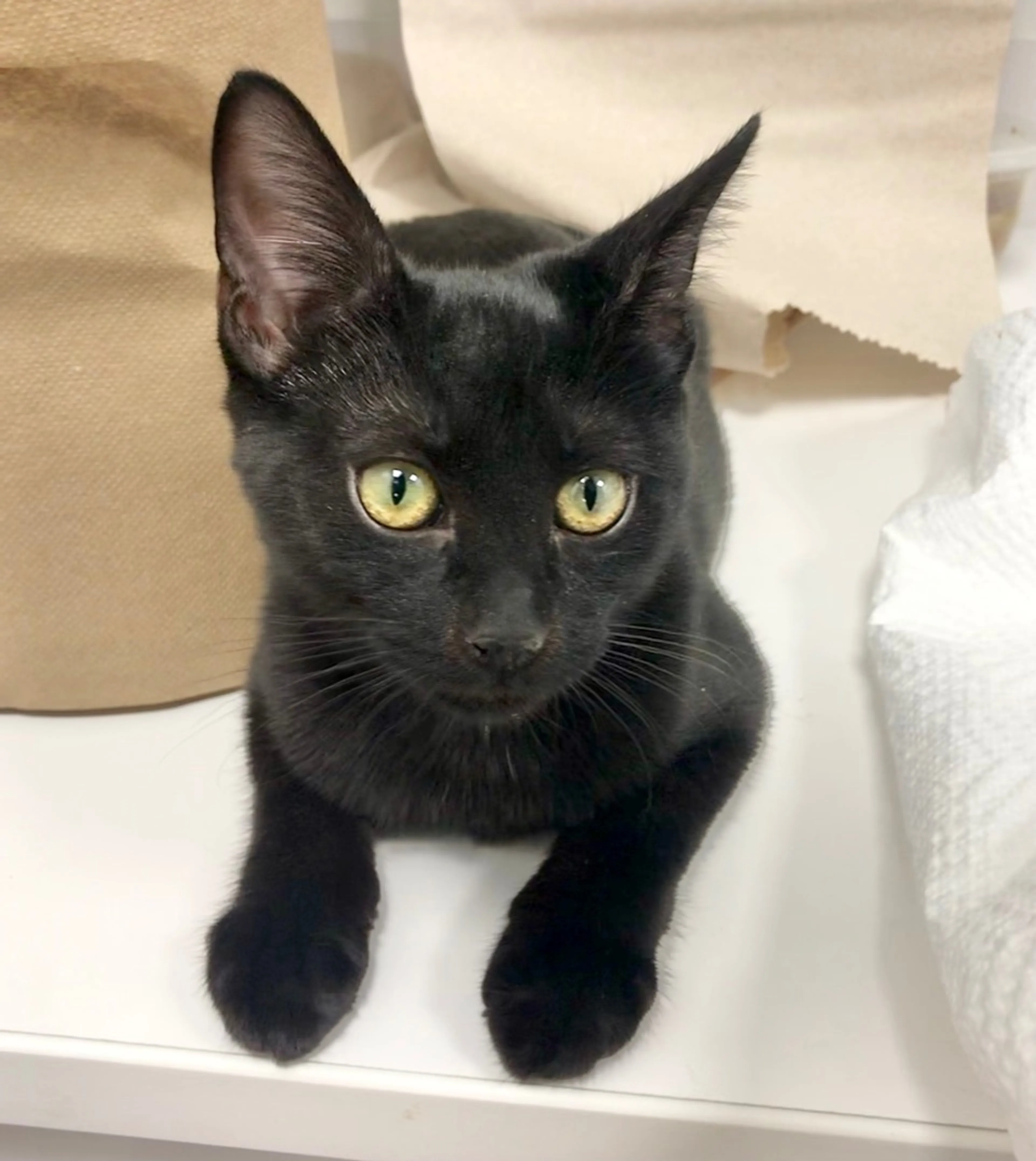 Found pet-1