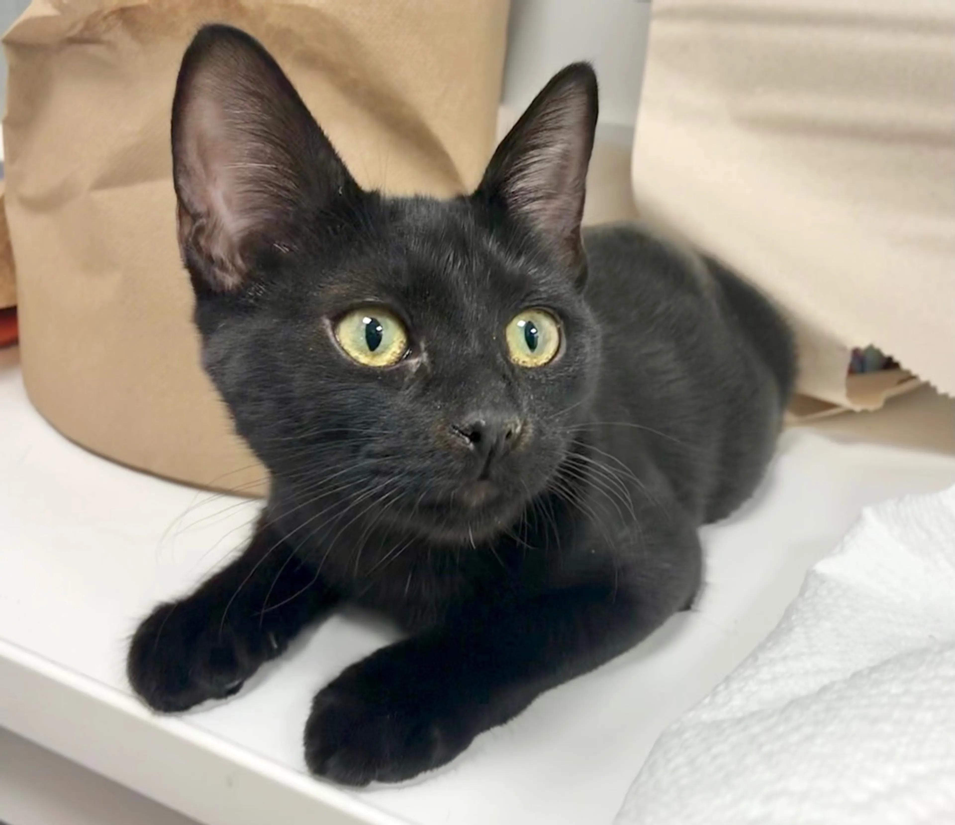 Found pet-2
