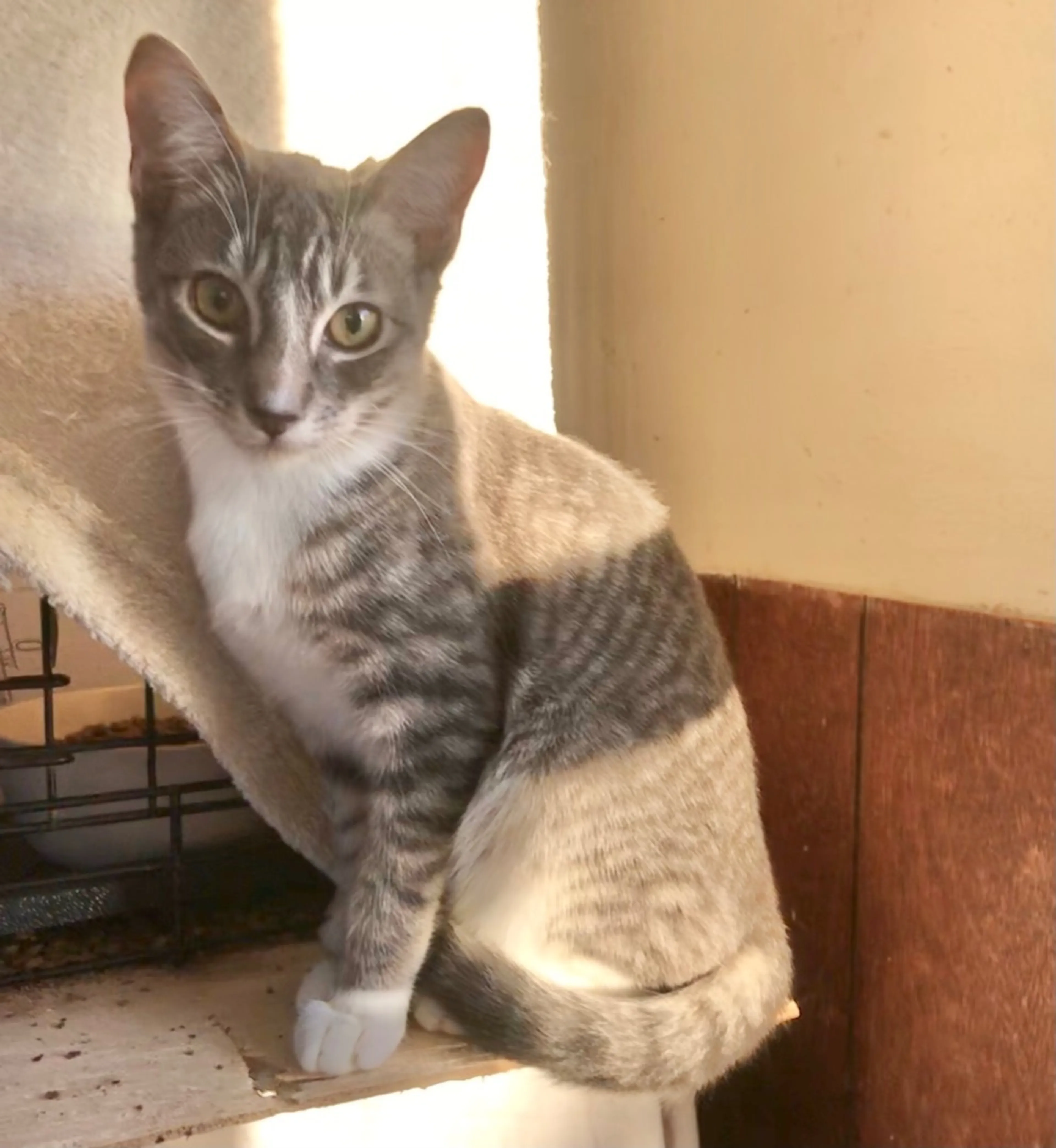 Found pet-1