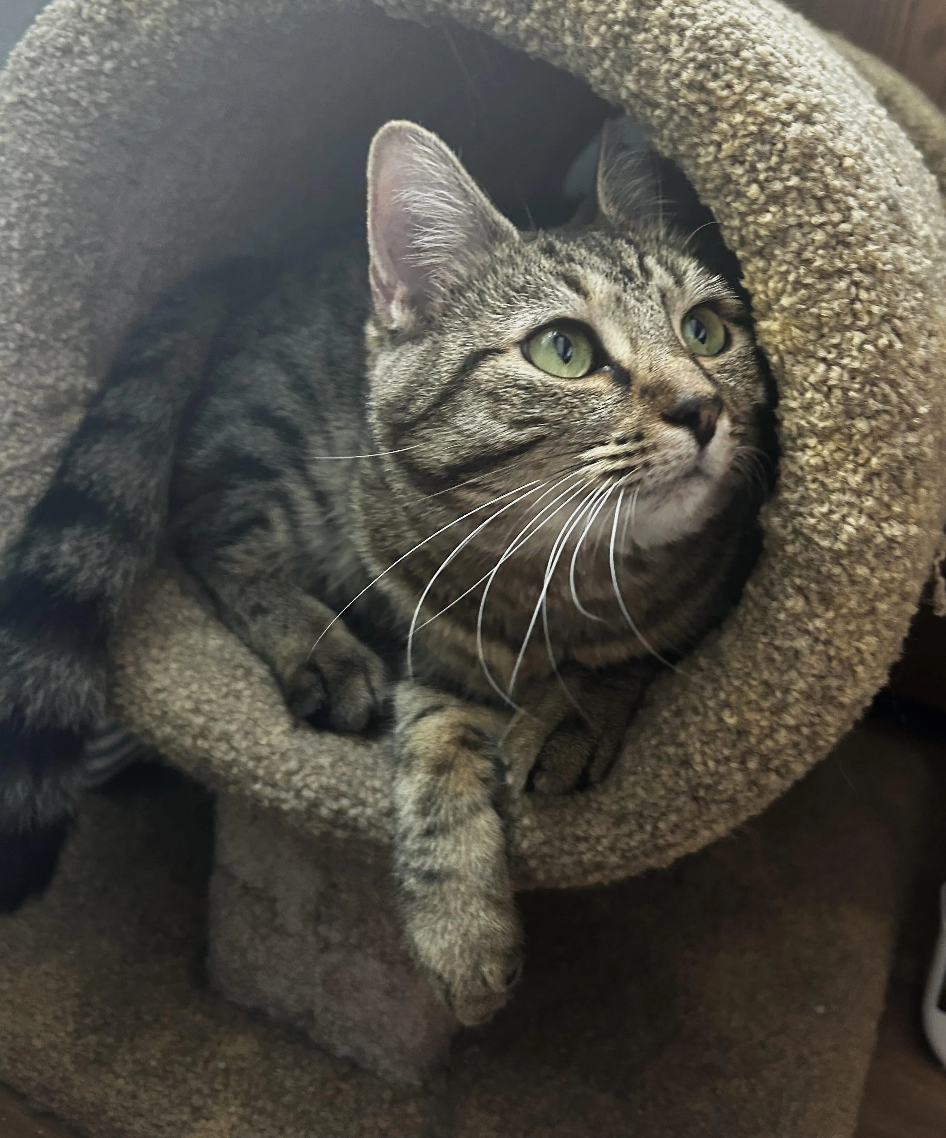 Found pet-4