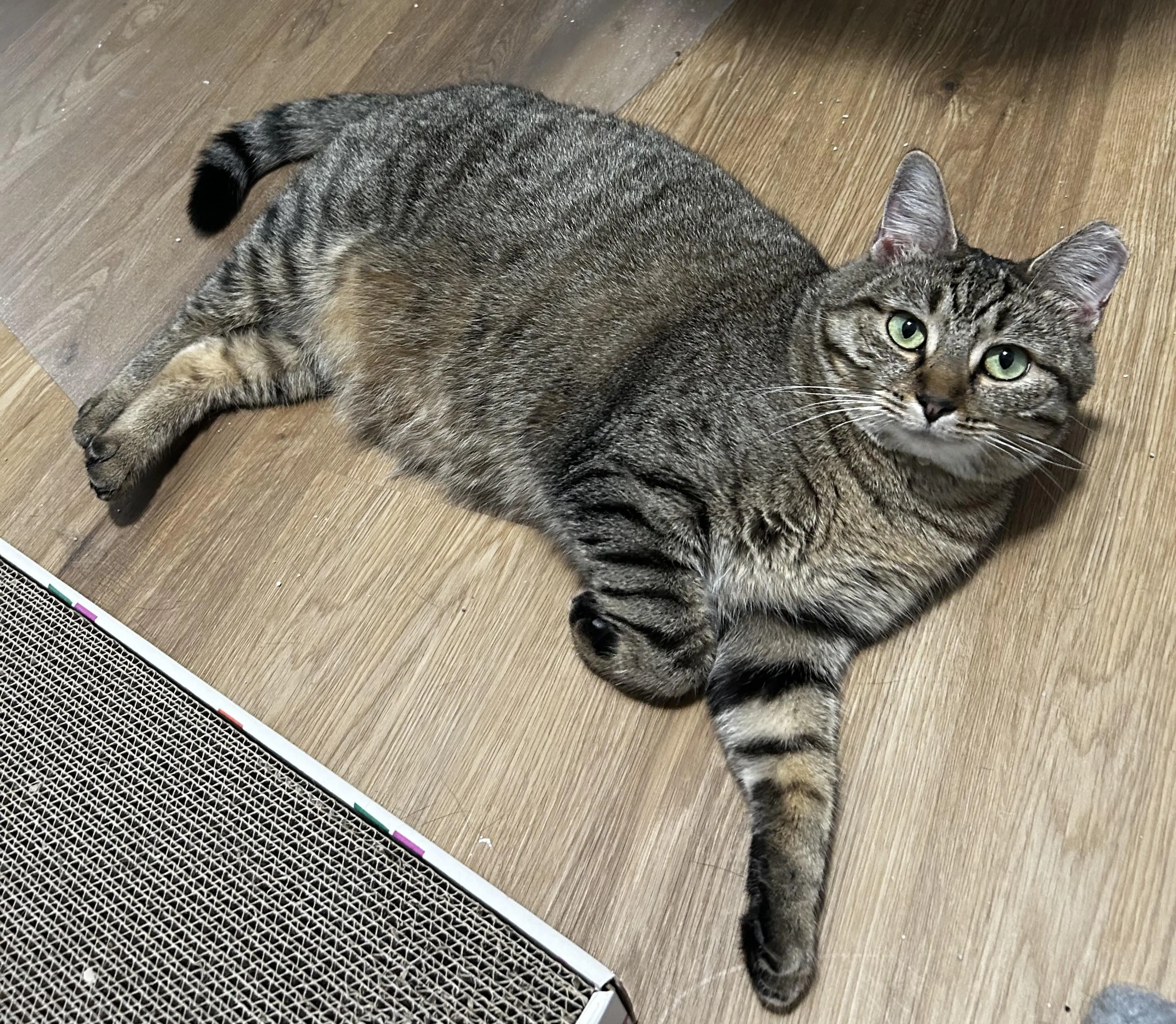 Found pet-5