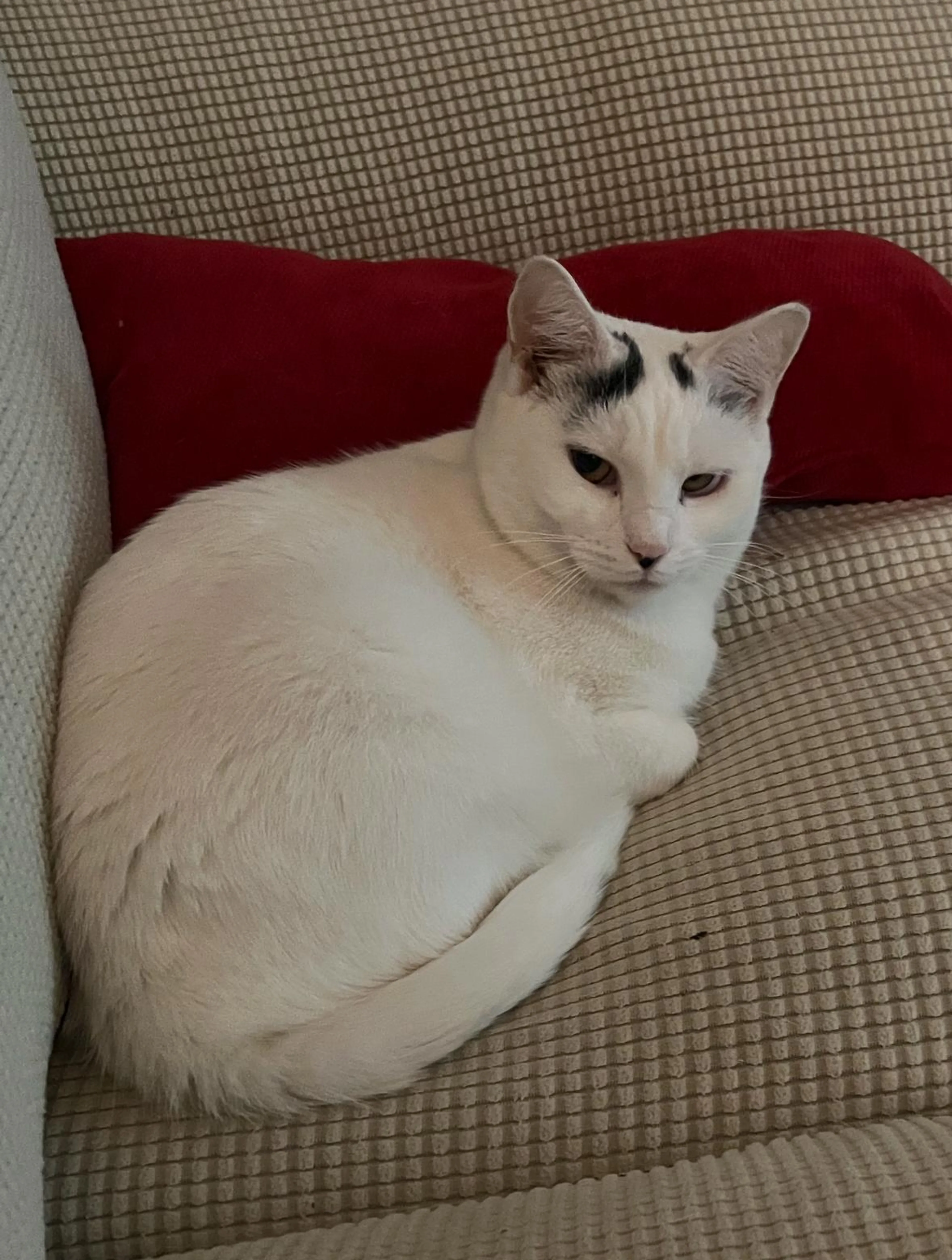 Found pet-1