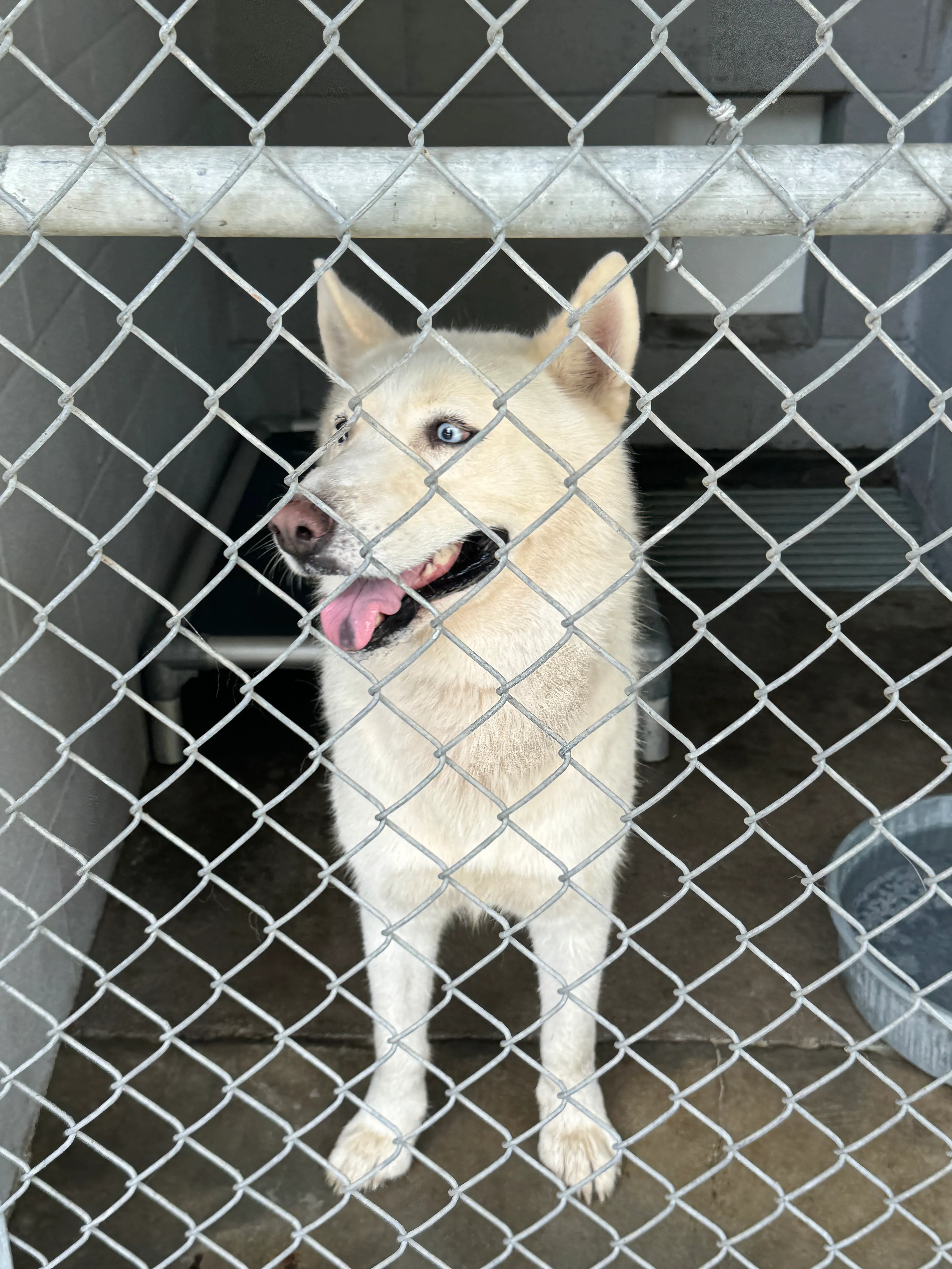 Found pet