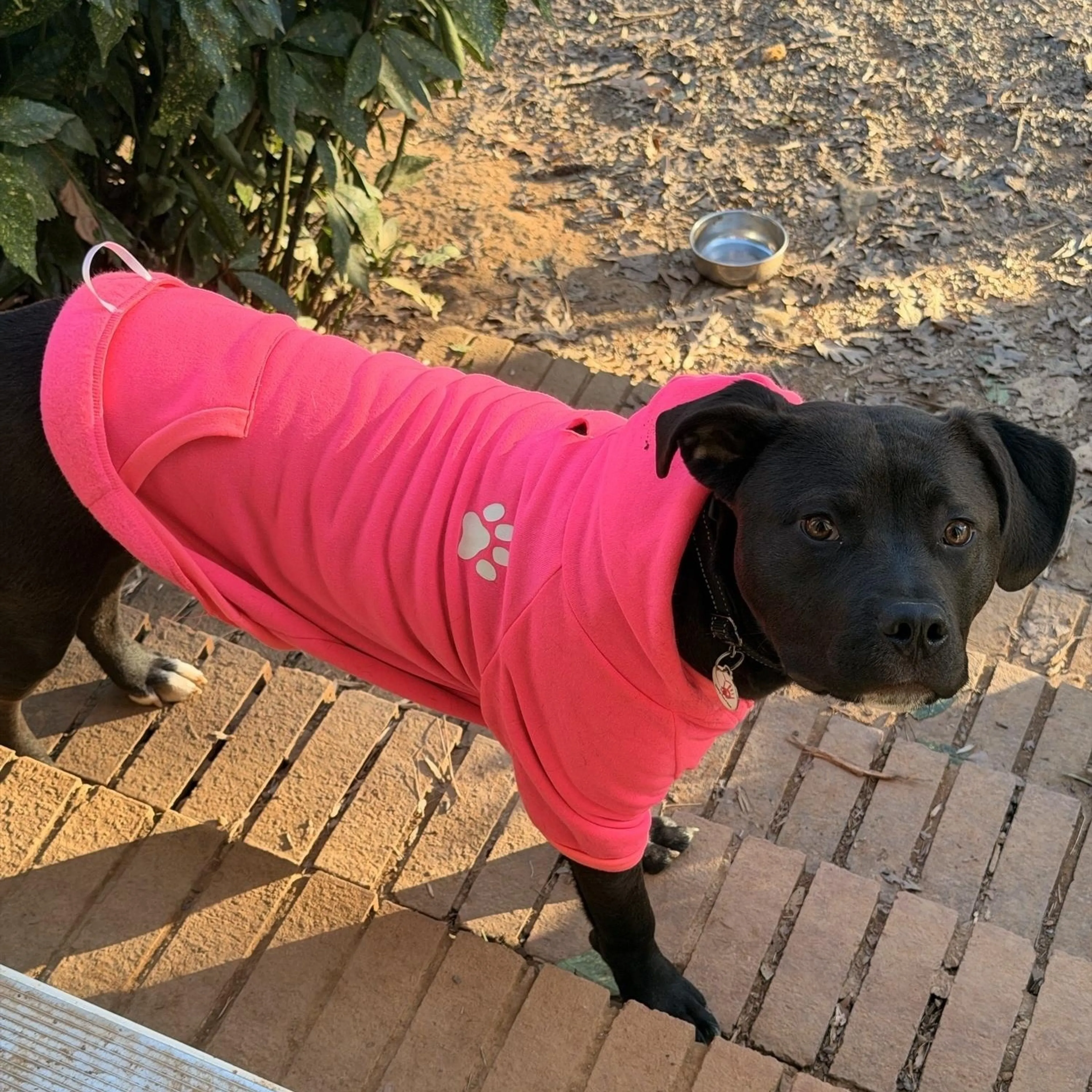 Found pet-1
