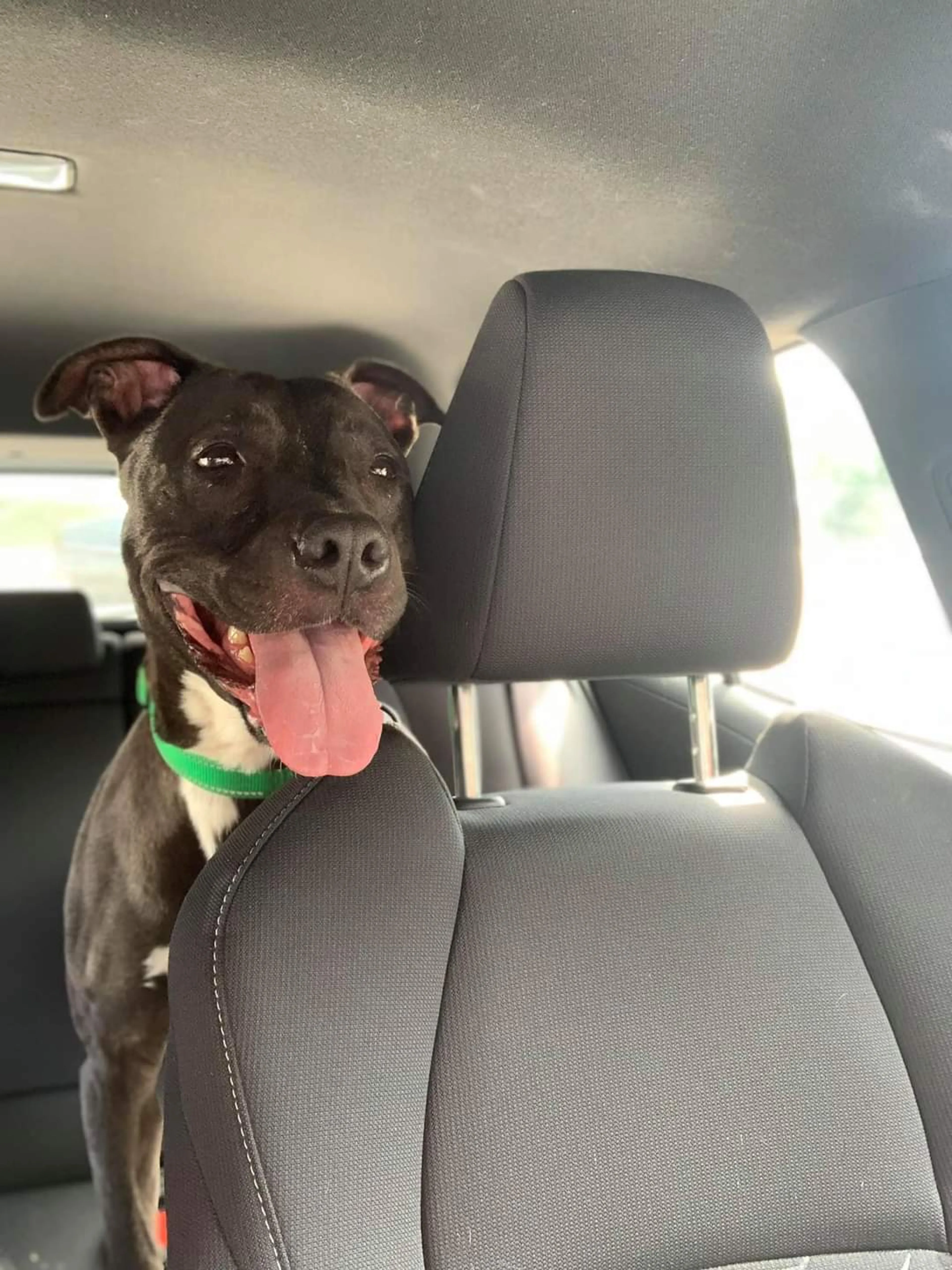 Found pet-2