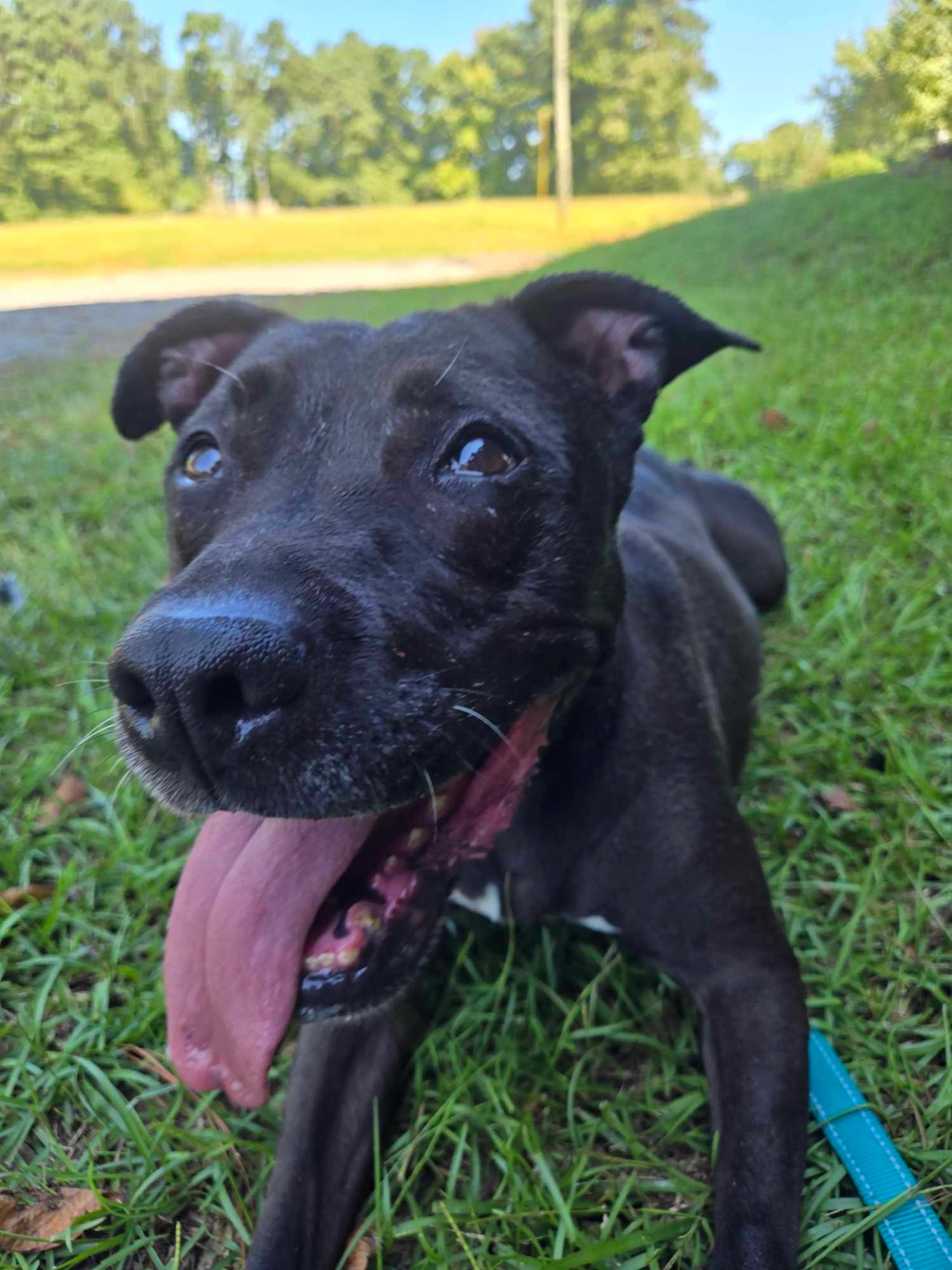 Found pet-4