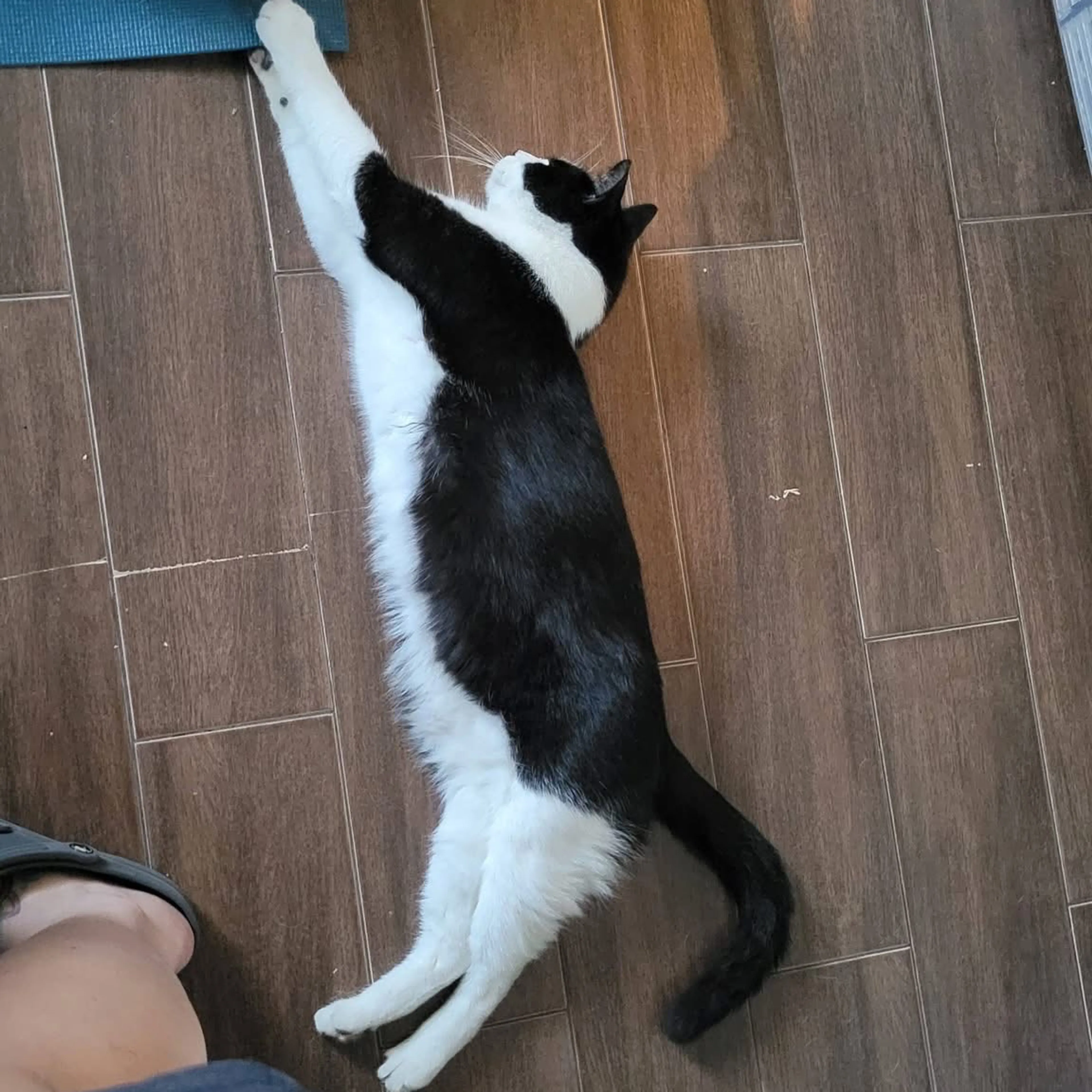 Lost pet-1