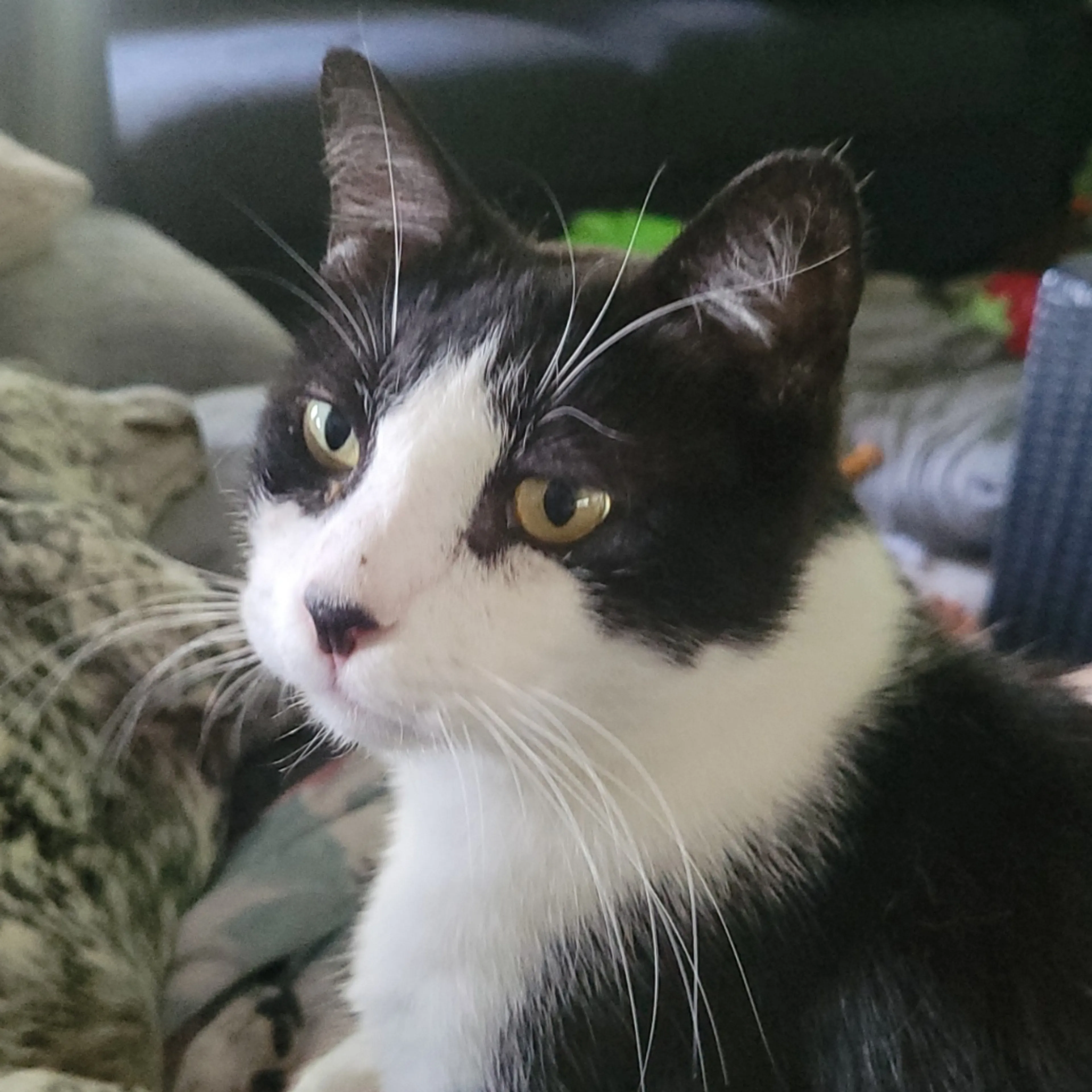 Lost pet-2