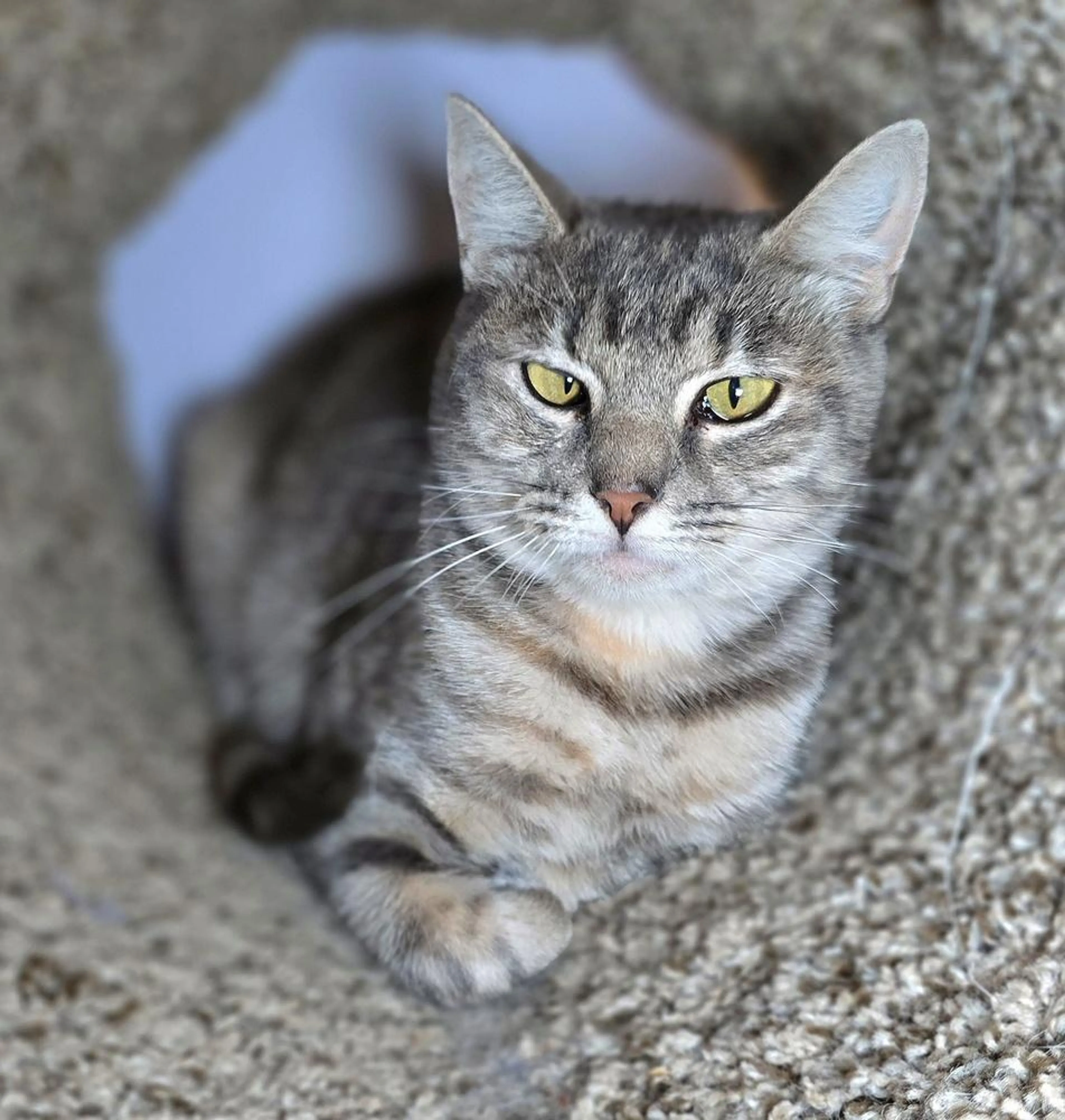 Found pet-3