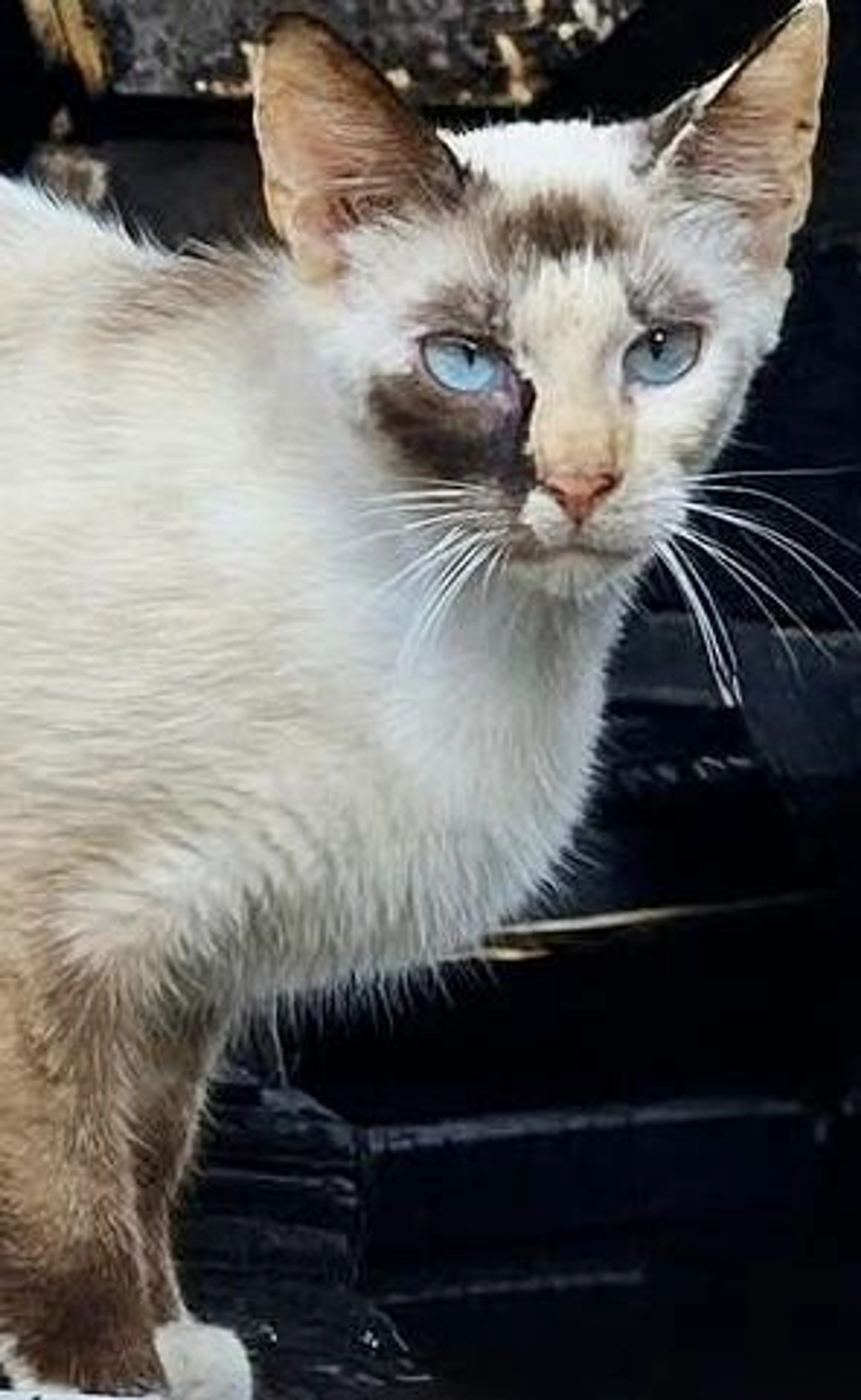 Found pet-4
