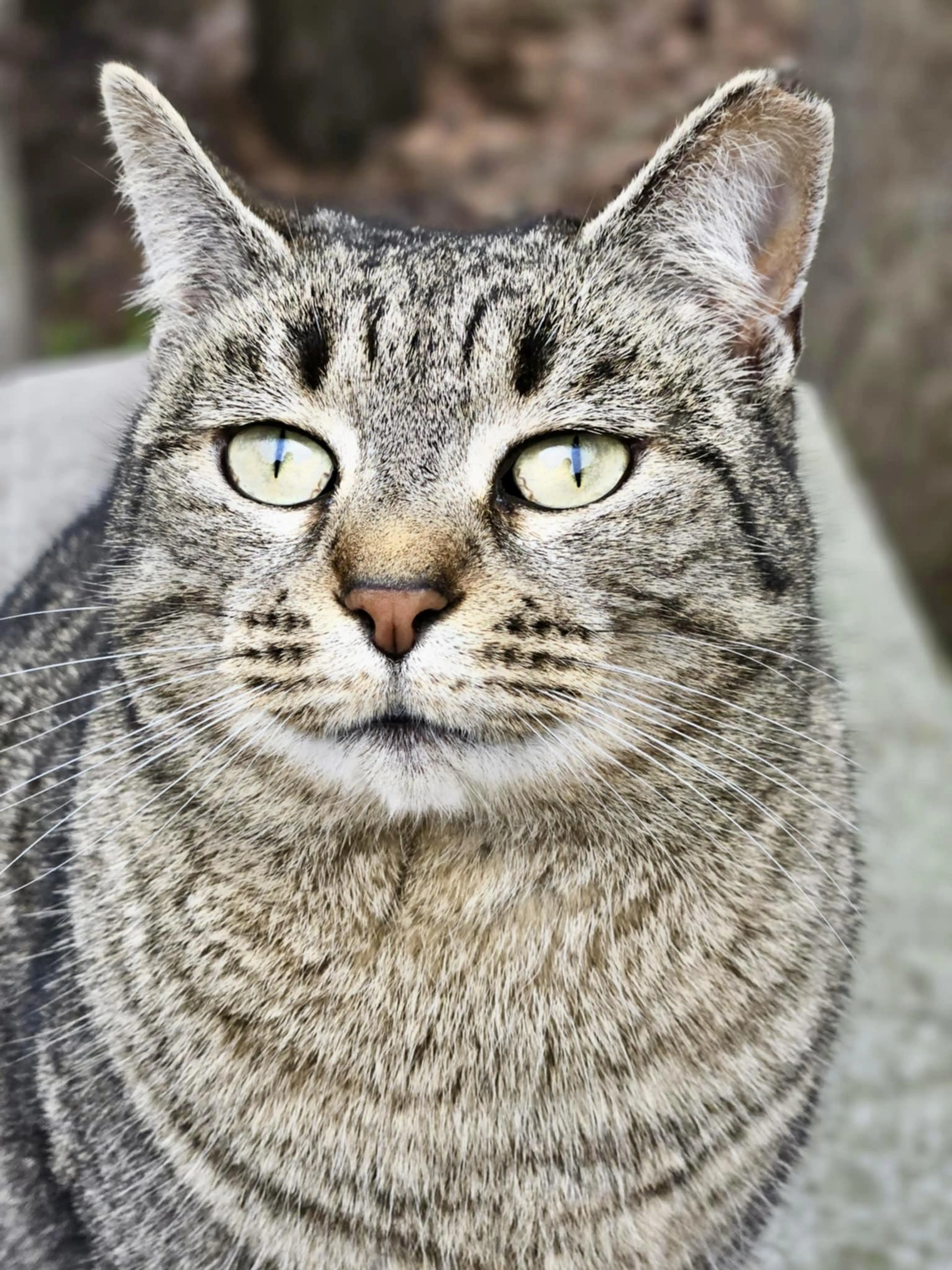 Found pet-2