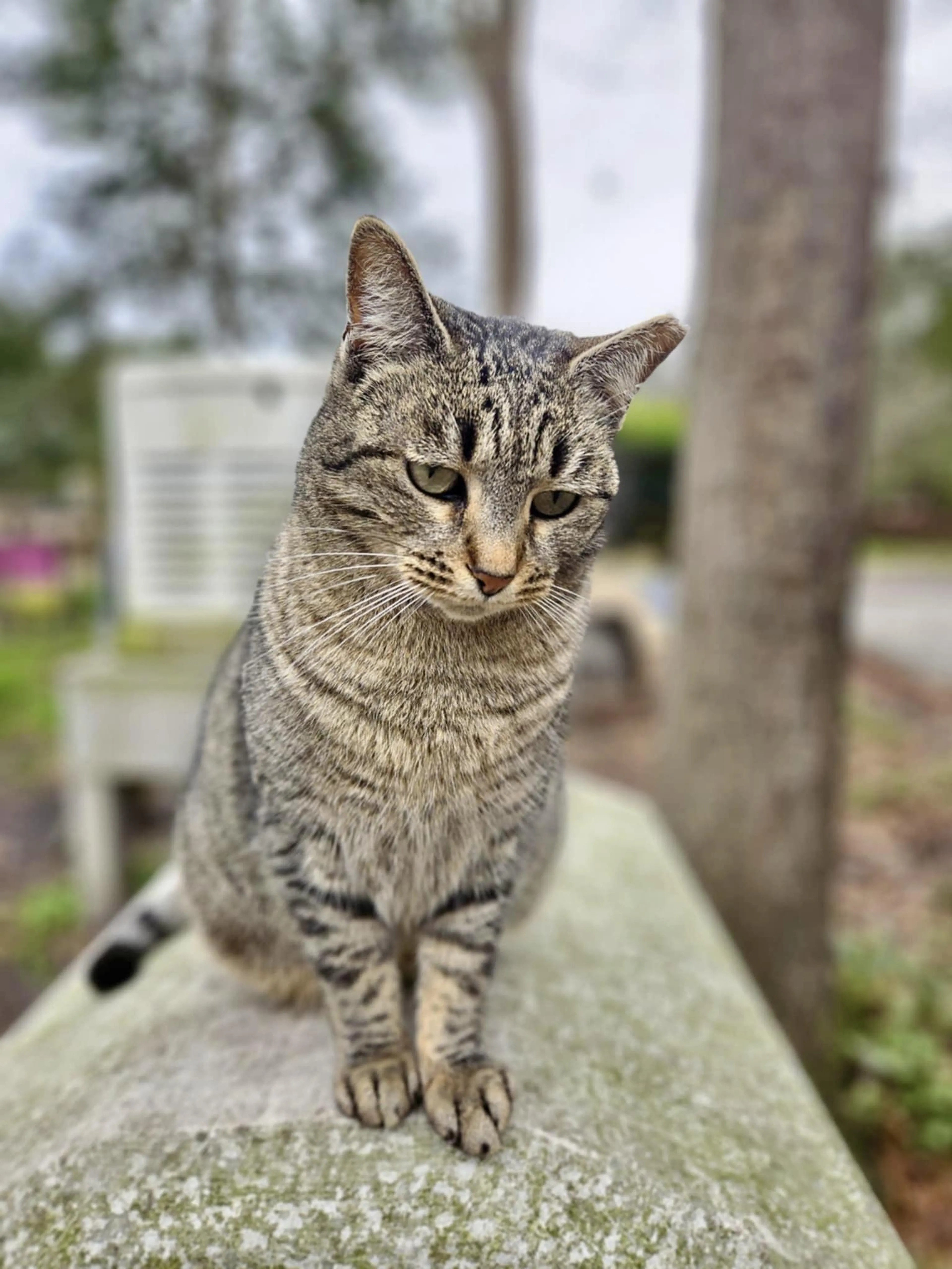 Found pet-1