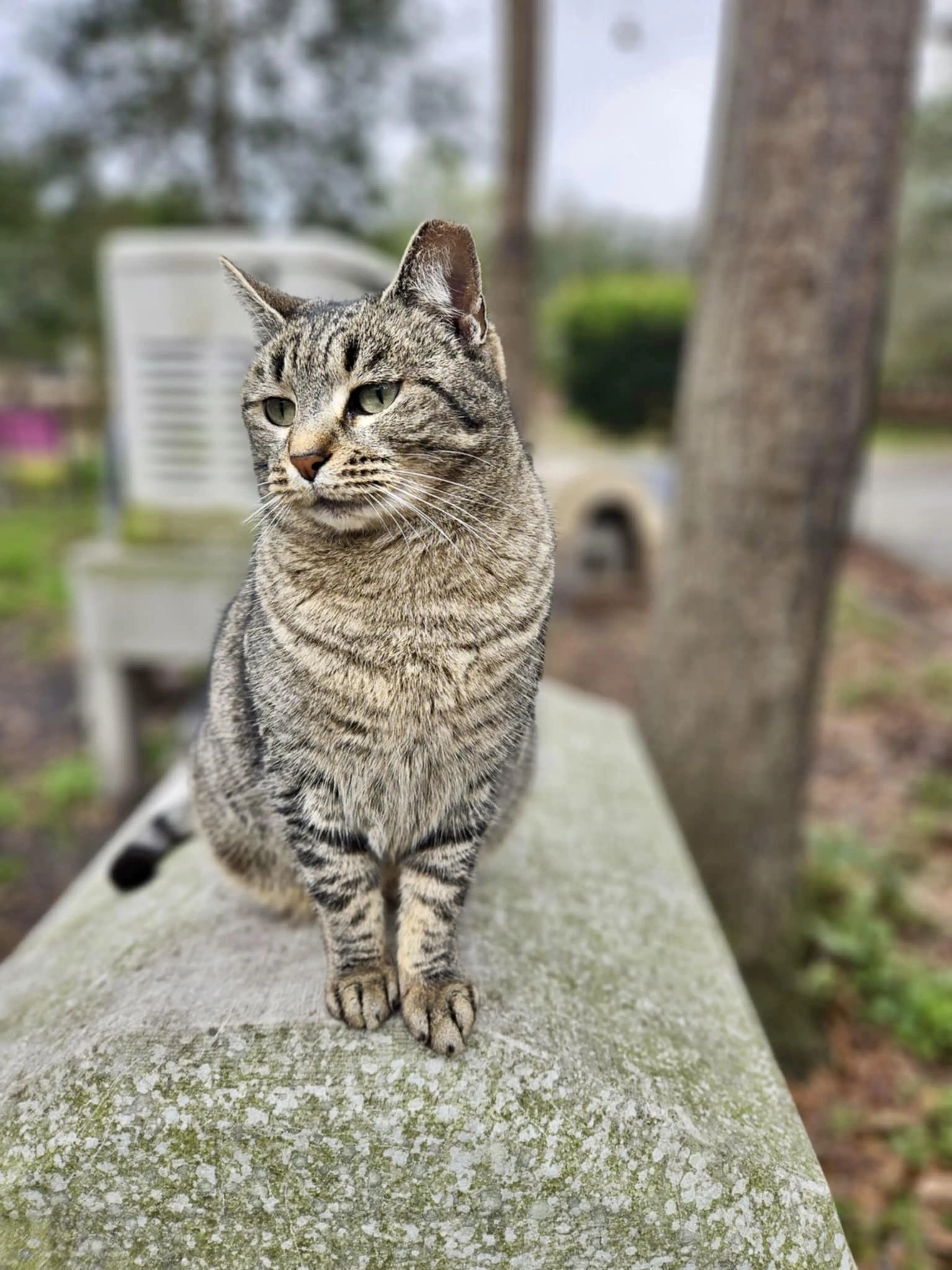 Found pet-0