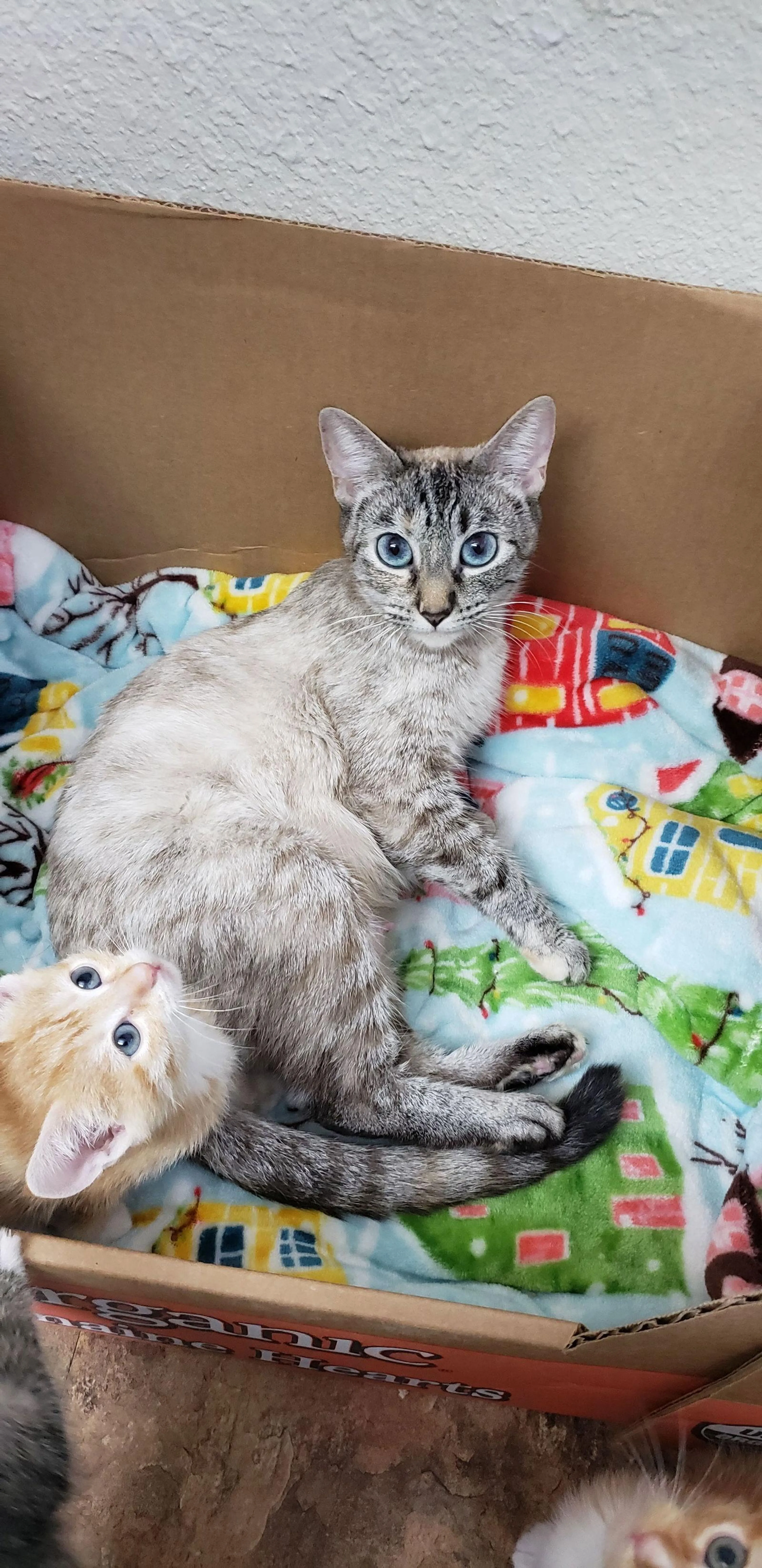 Found pet-1
