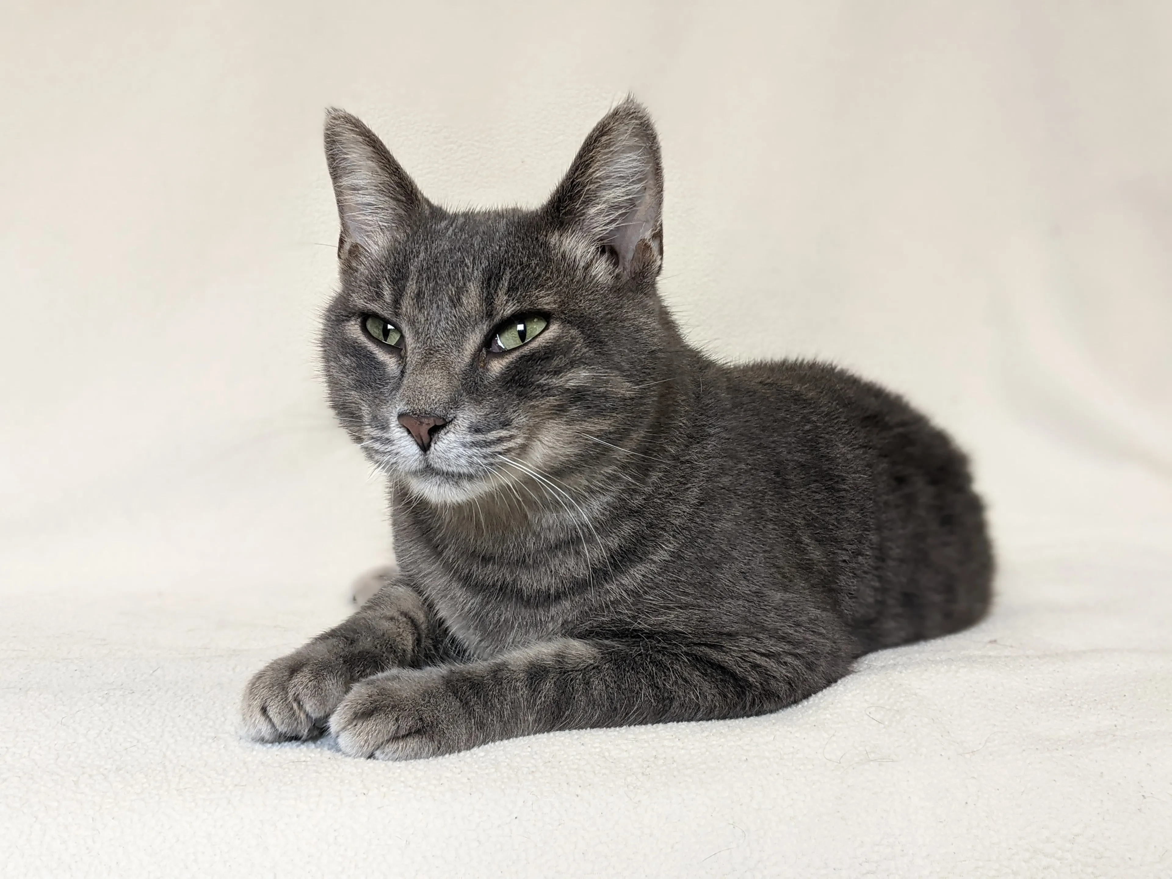 Found pet-3