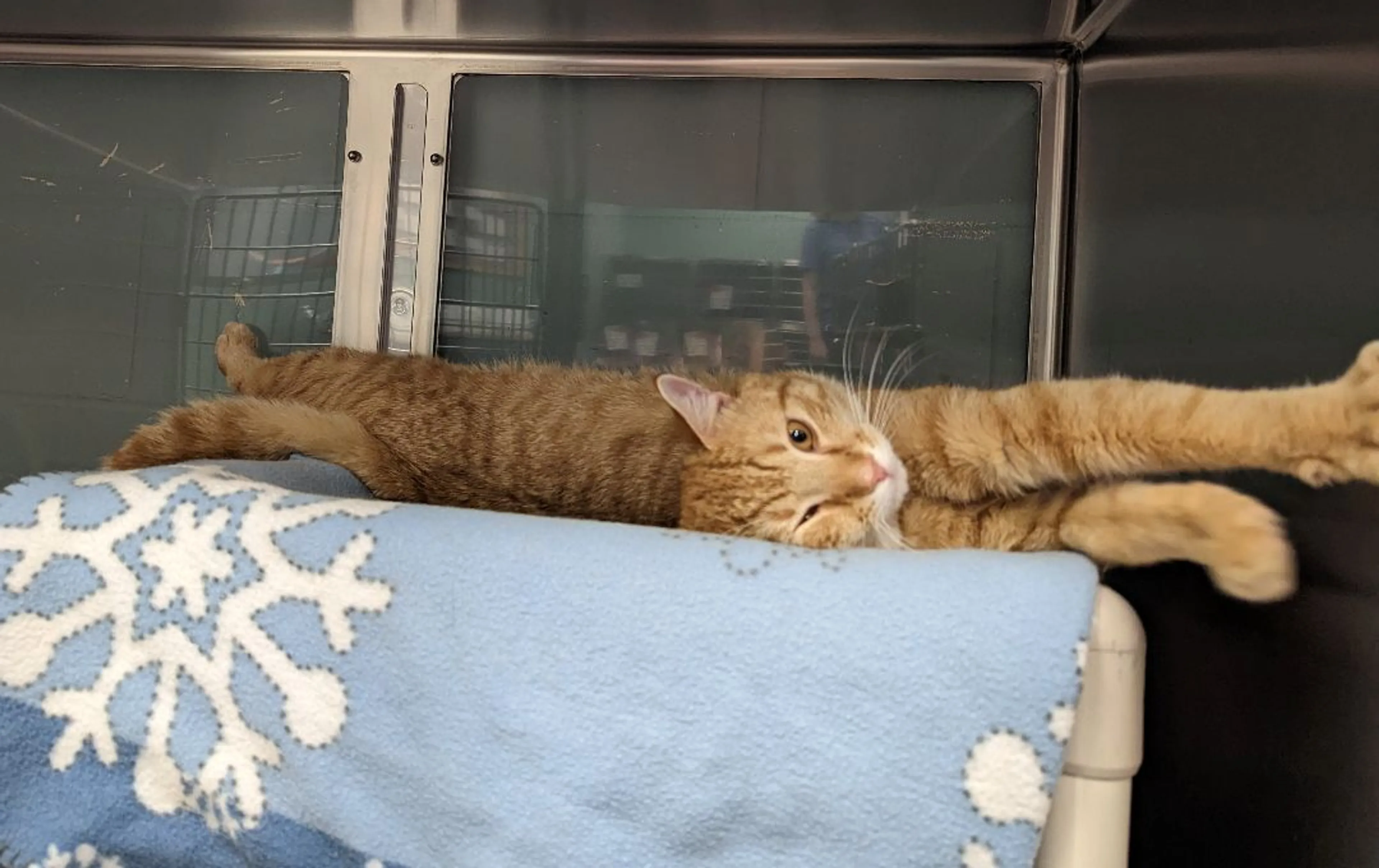 Found pet-1