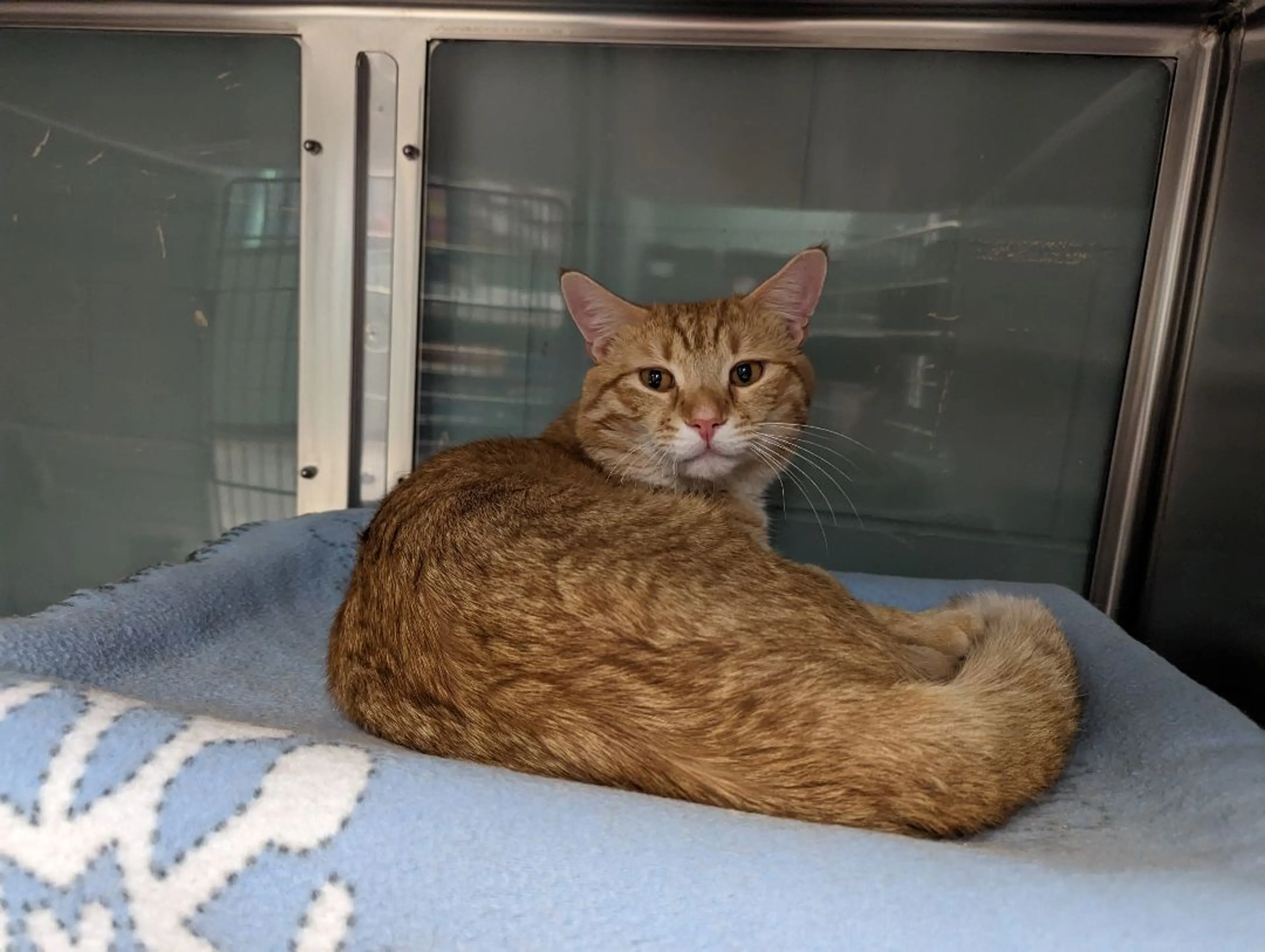 Found pet-3