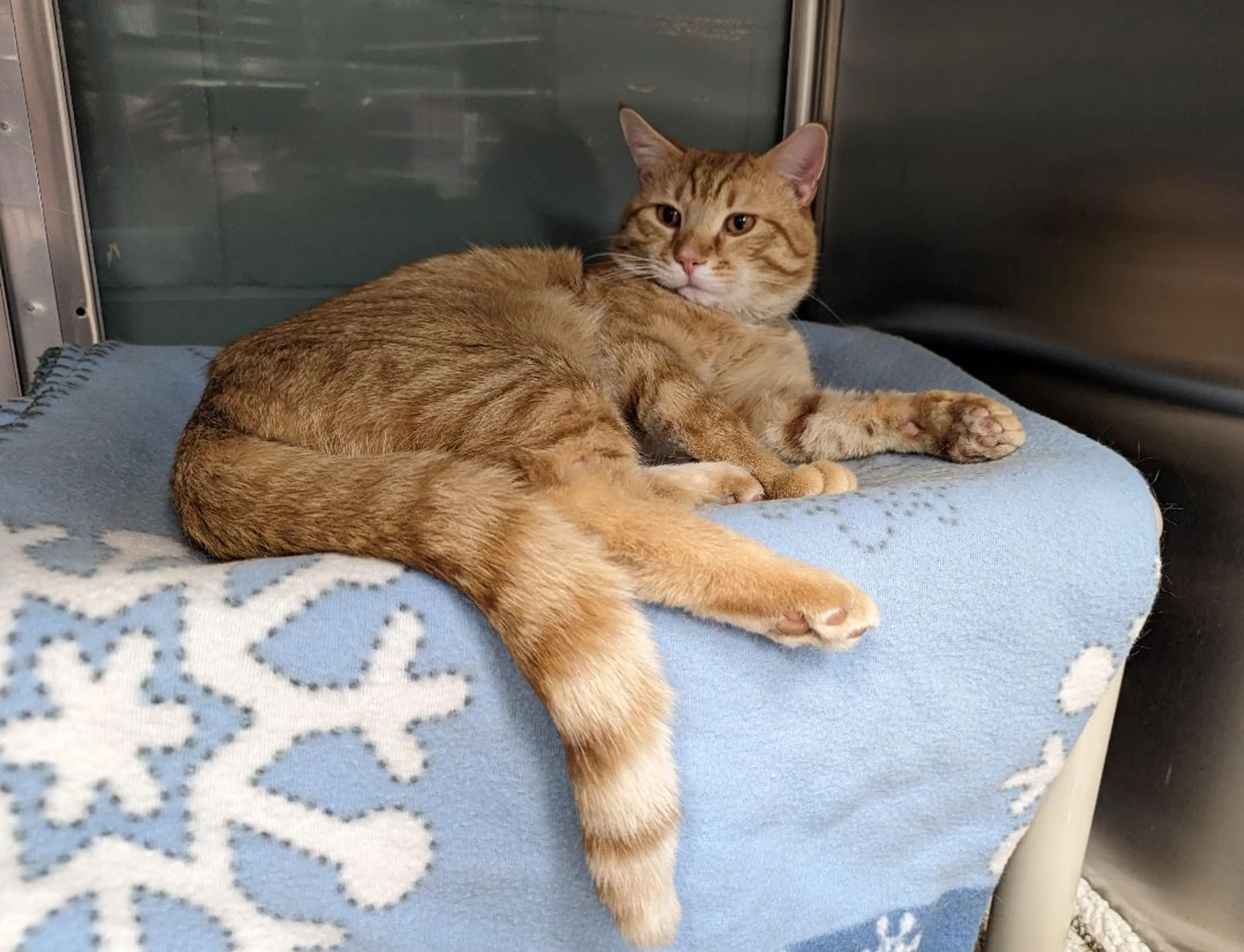 Found pet-4
