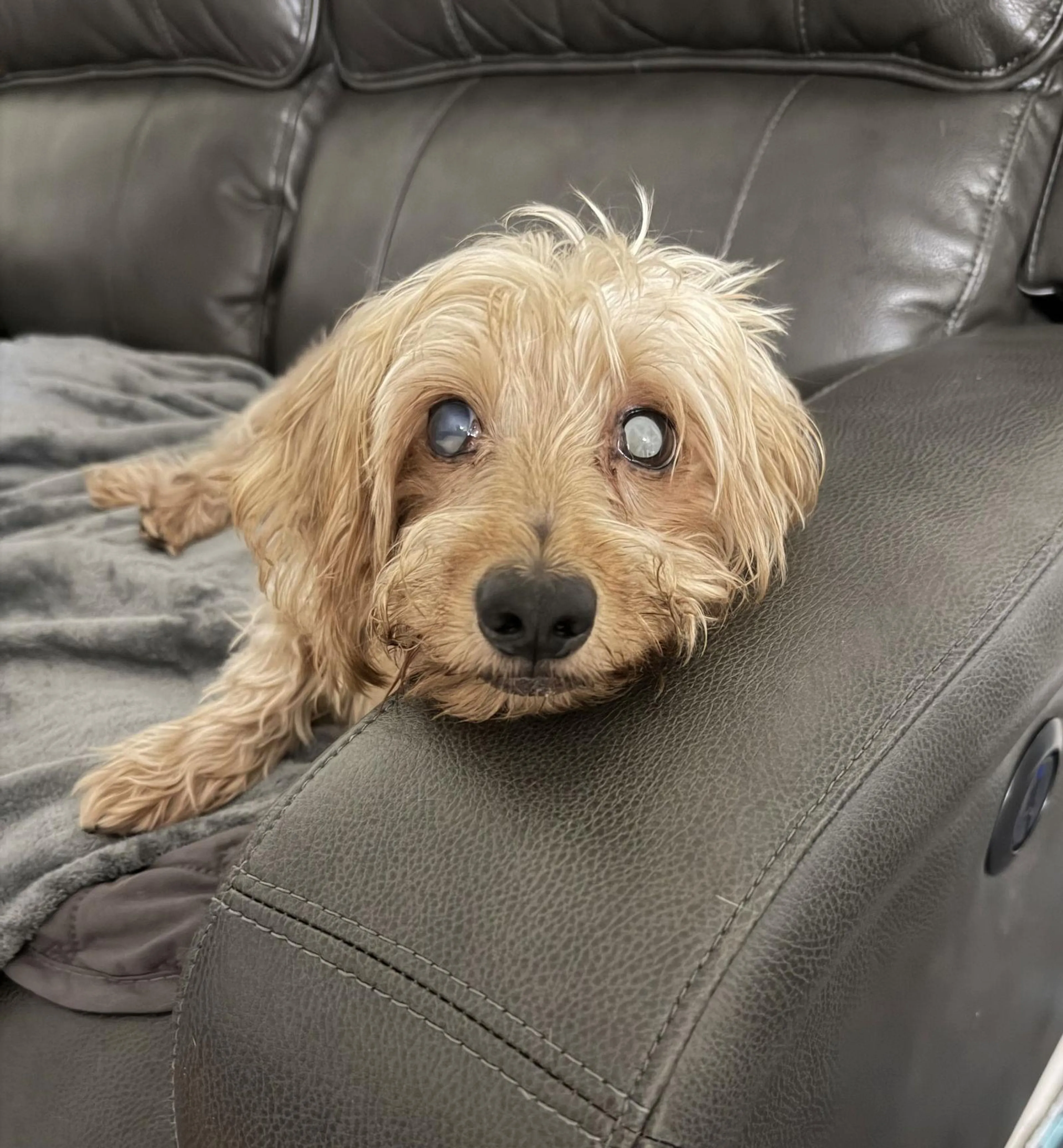 Found pet-1