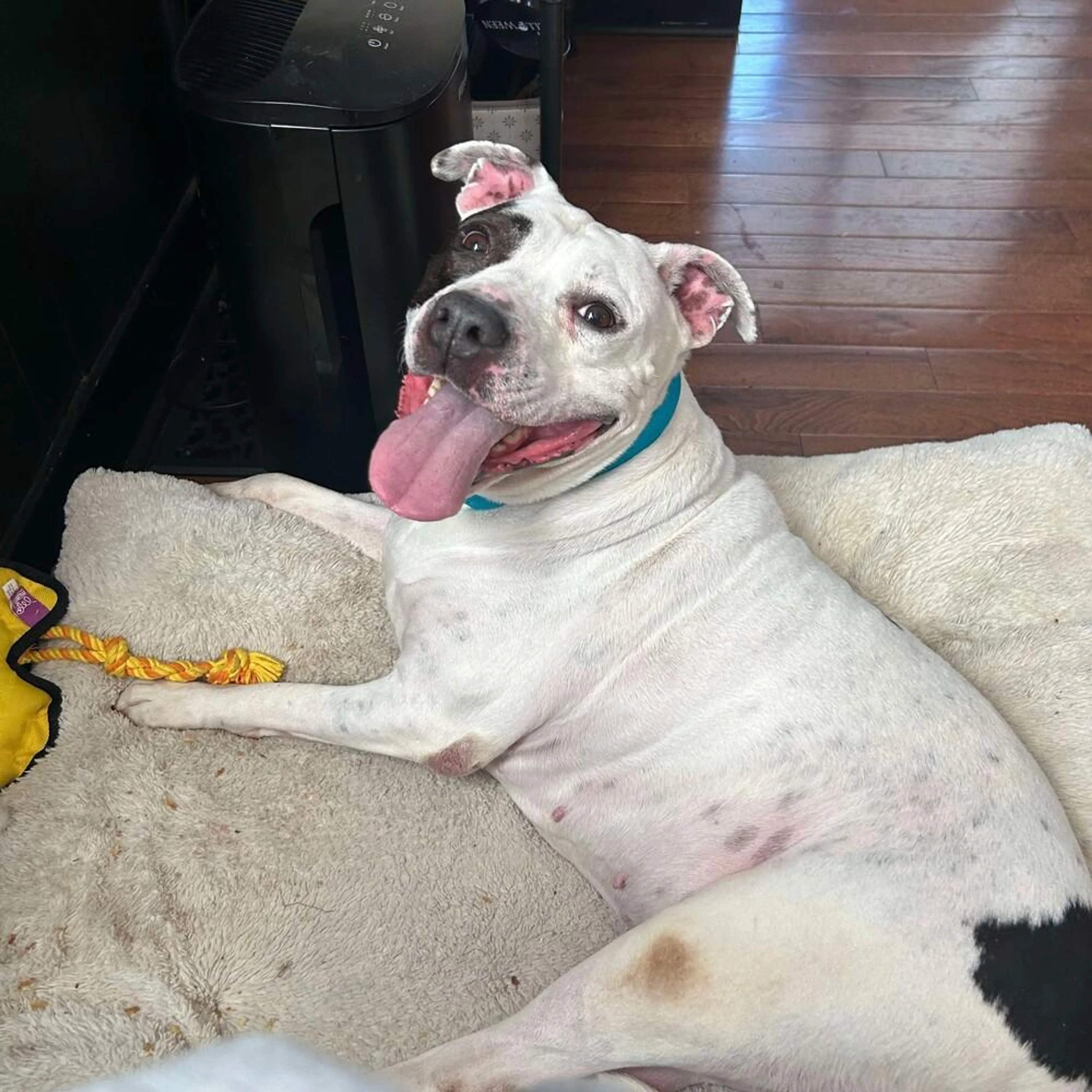 Found pet-1