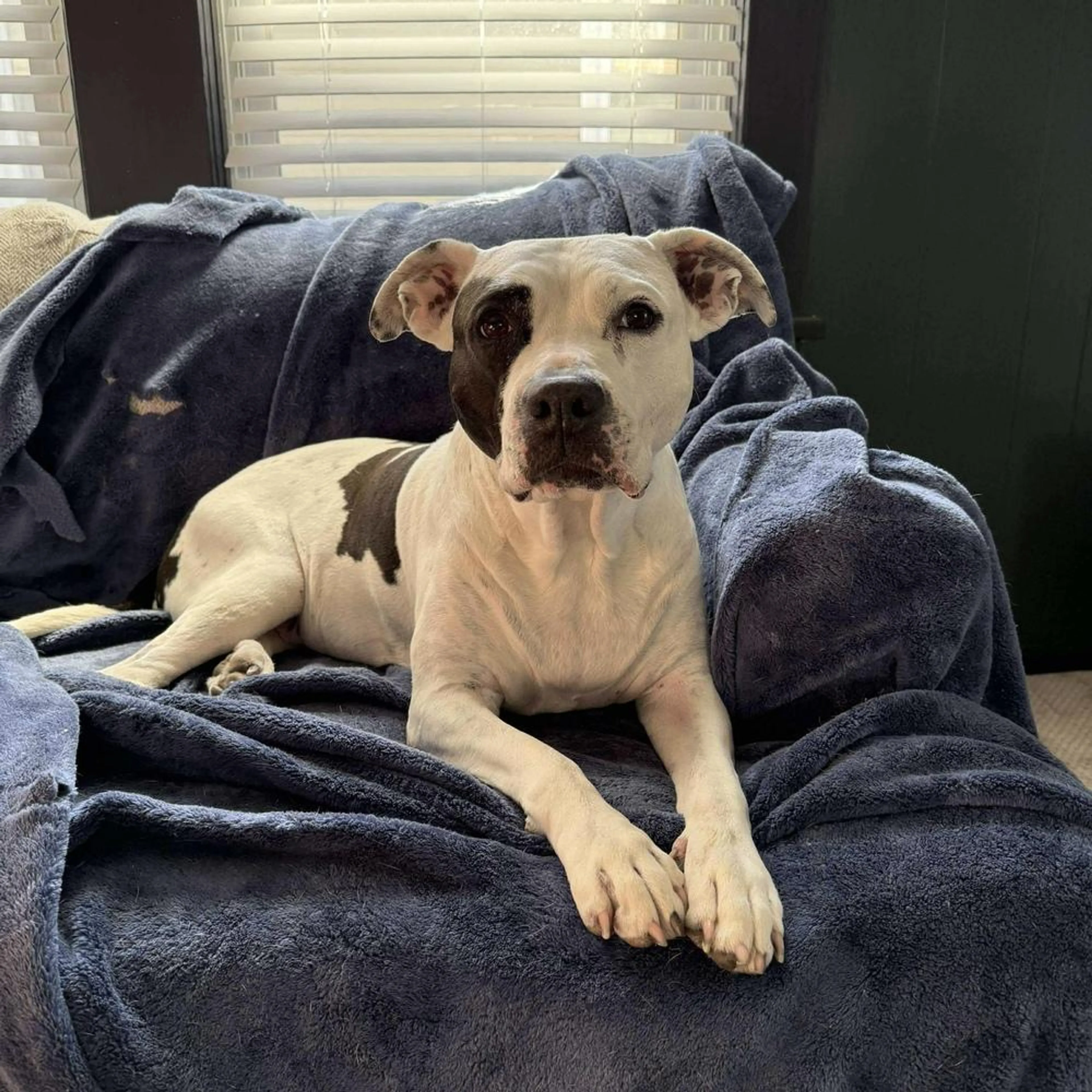 Found pet-2
