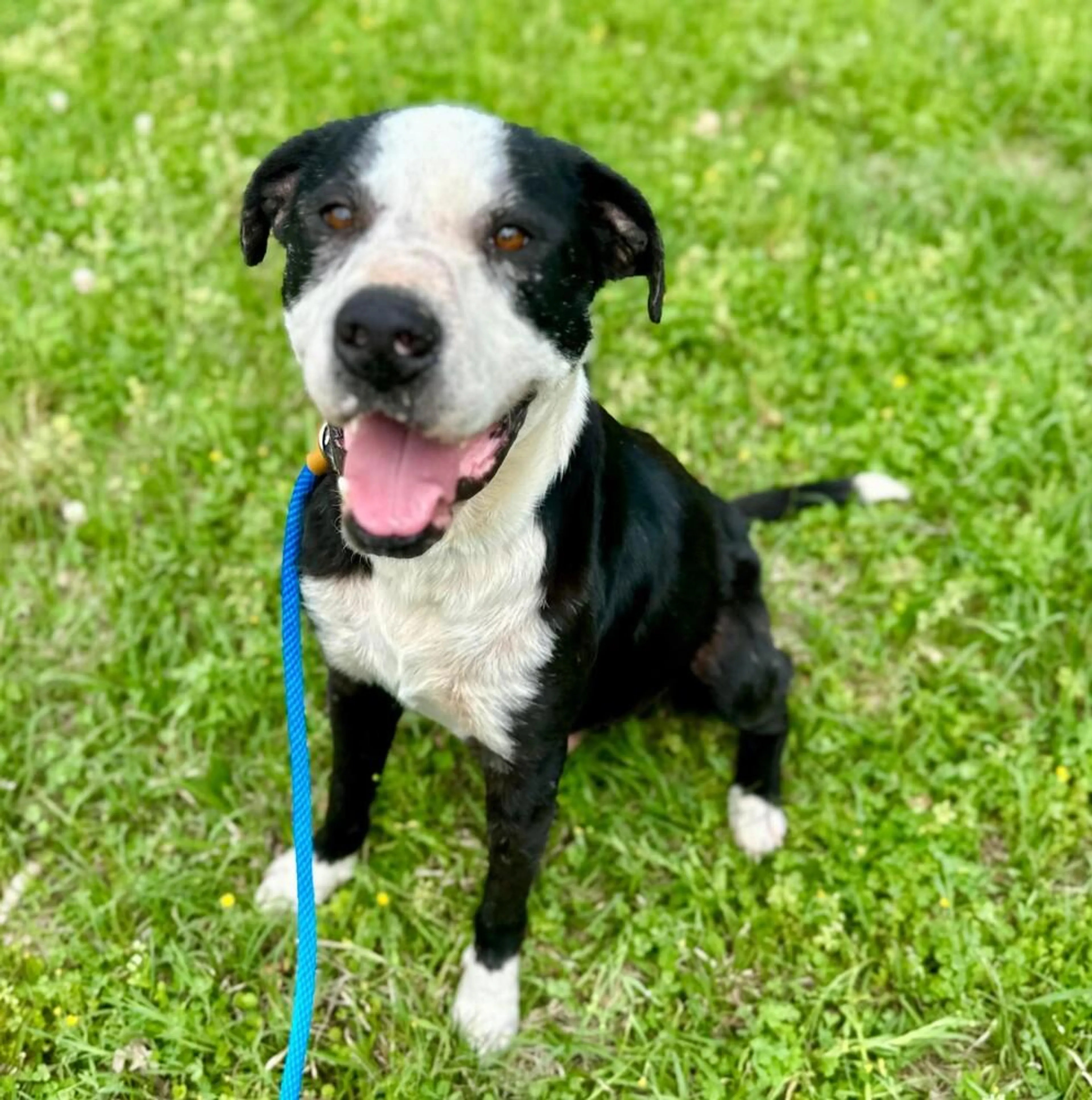 Found pet-2