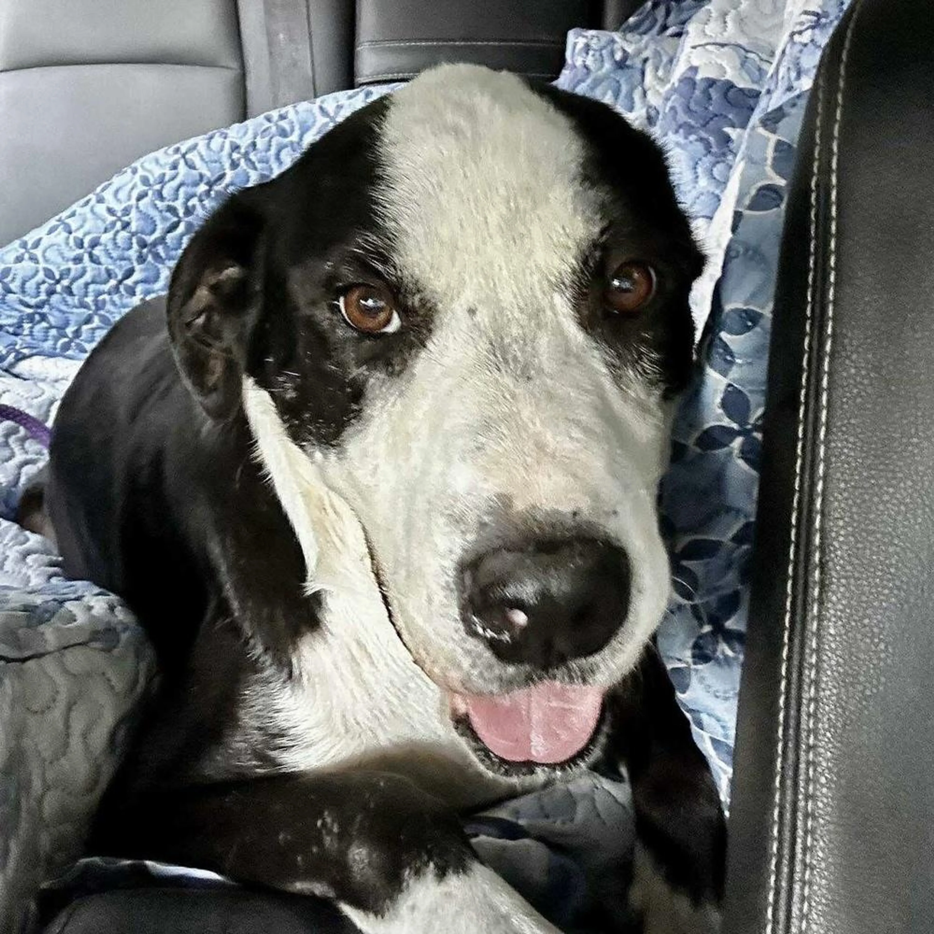 Found pet-3